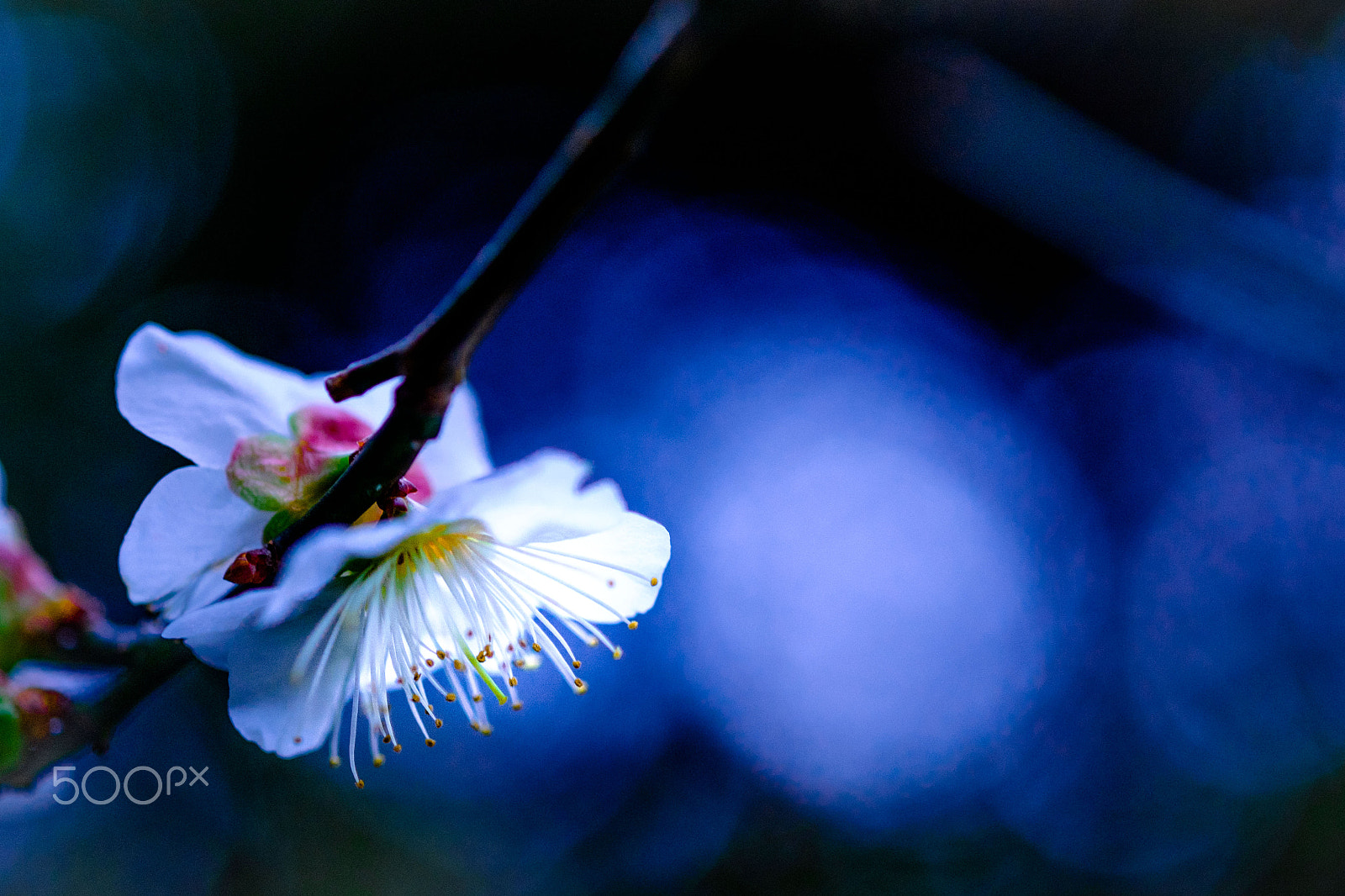 Fujifilm X-T1 + Fujifilm XF 60mm F2.4 R Macro sample photo. Secret in the springtime photography