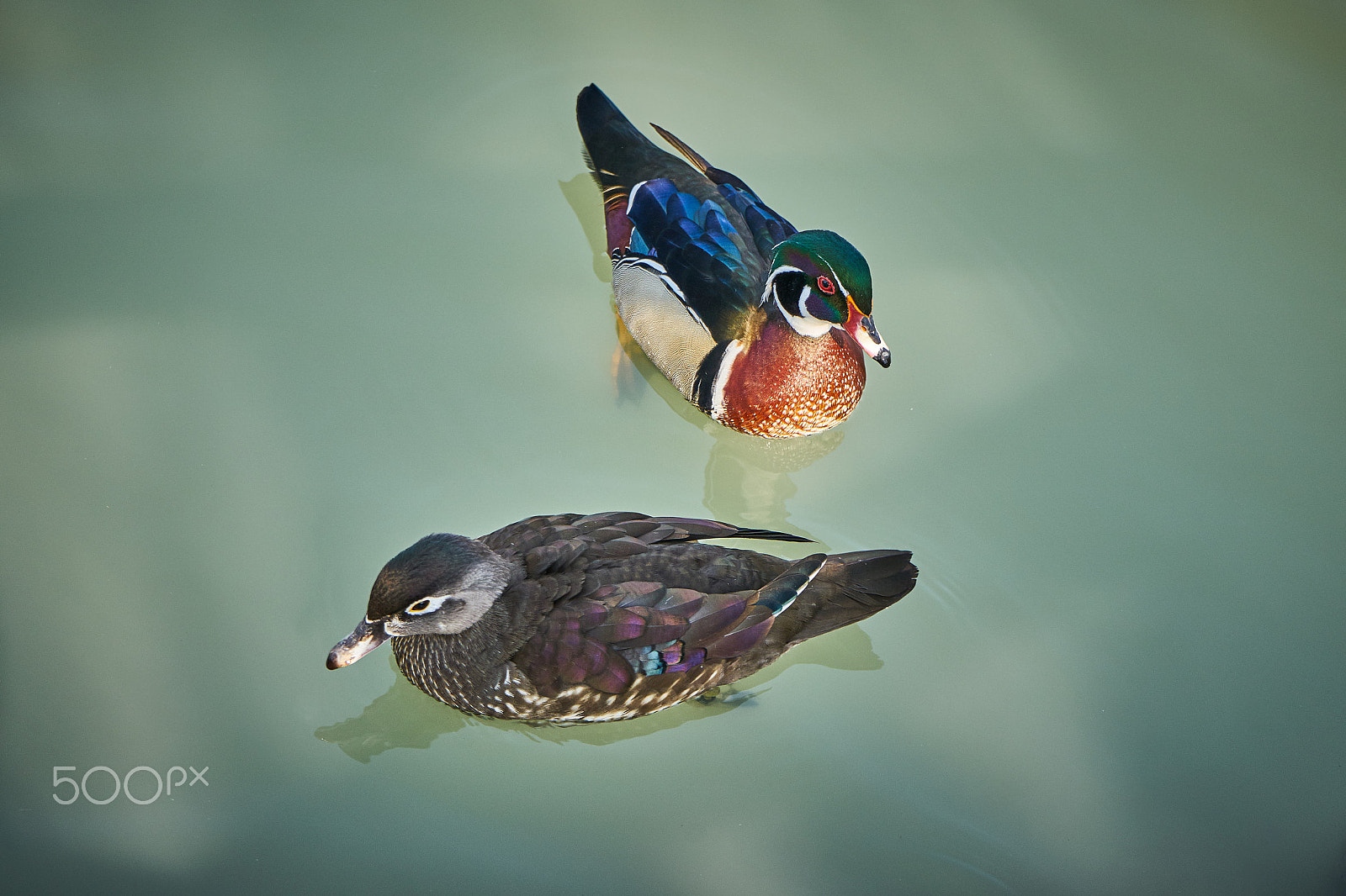 Sony a7 II + Sony FE 28-70mm F3.5-5.6 OSS sample photo. Just married wood ducks photography