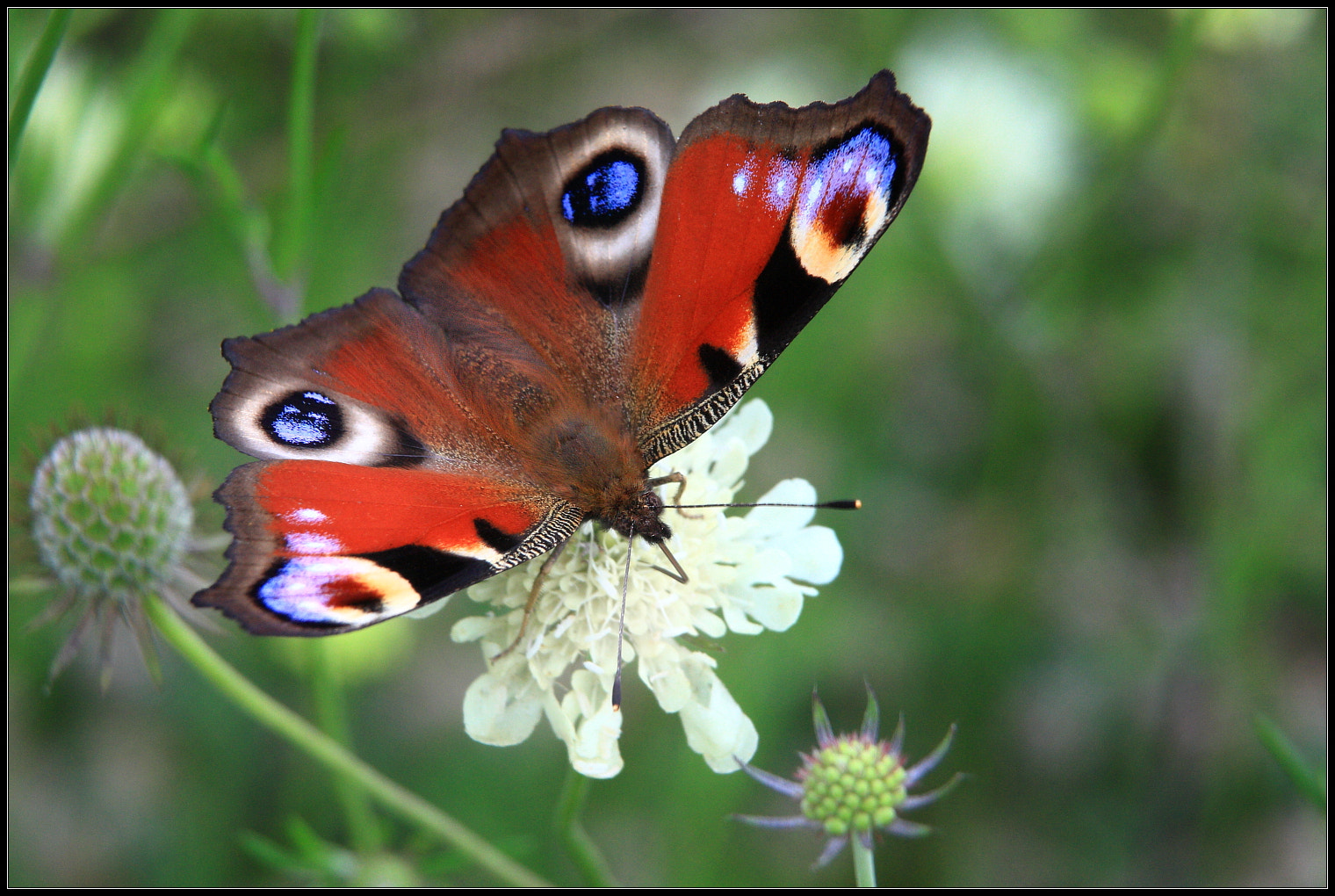 Canon EOS 450D (EOS Rebel XSi / EOS Kiss X2) + Sigma 18-125mm F3.8-5.6 DC OS HSM sample photo. Butterfly photography