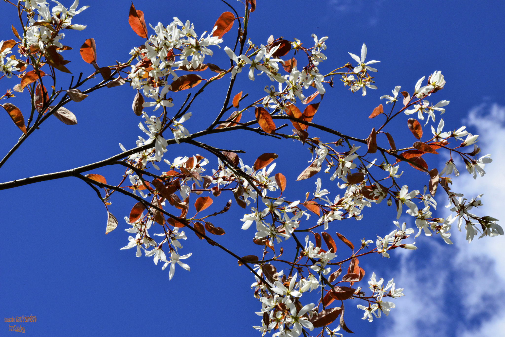 Nikon D800E sample photo. Autumn begin photography