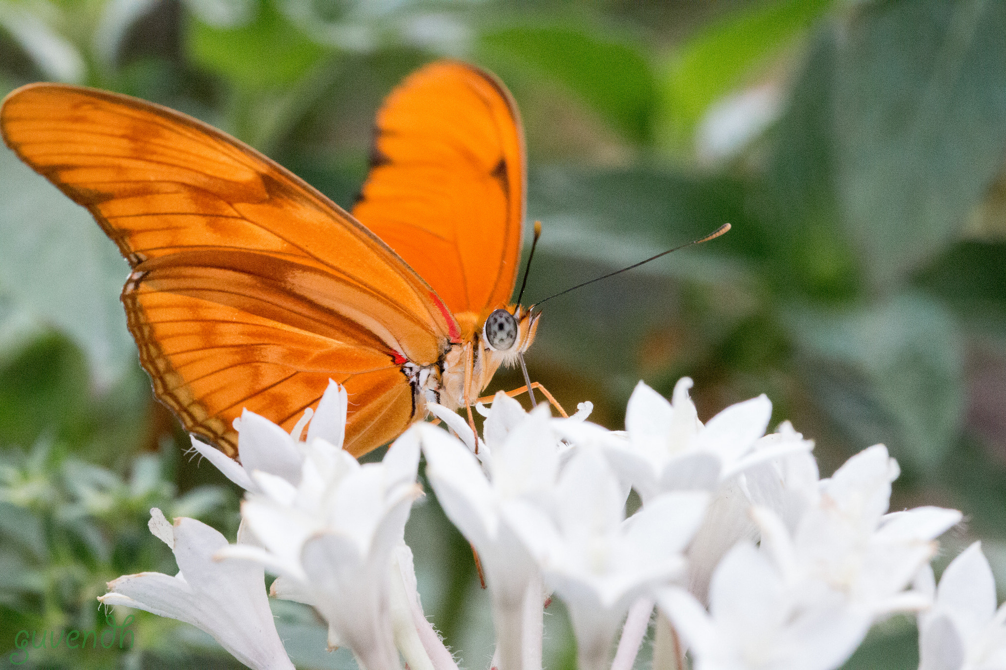 Sigma 105mm F2.8 EX DG OS HSM sample photo. Hey you! photography