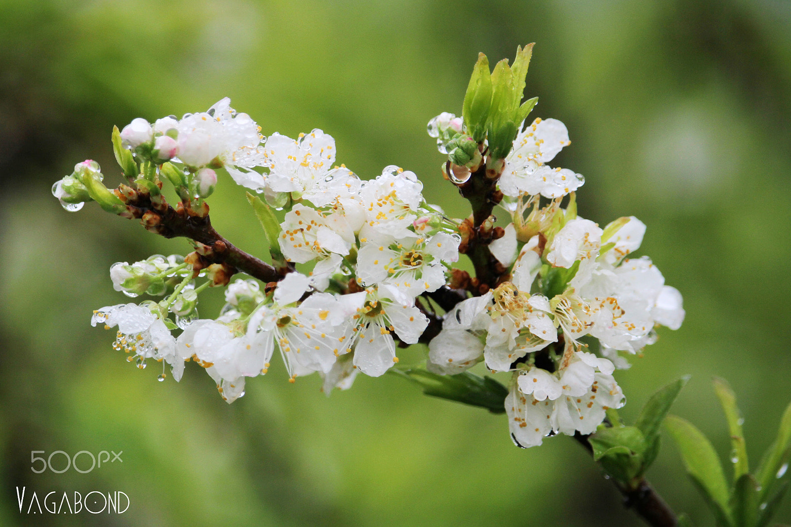 Canon EF-S 55-250mm F4-5.6 IS STM sample photo. Plum flower photography