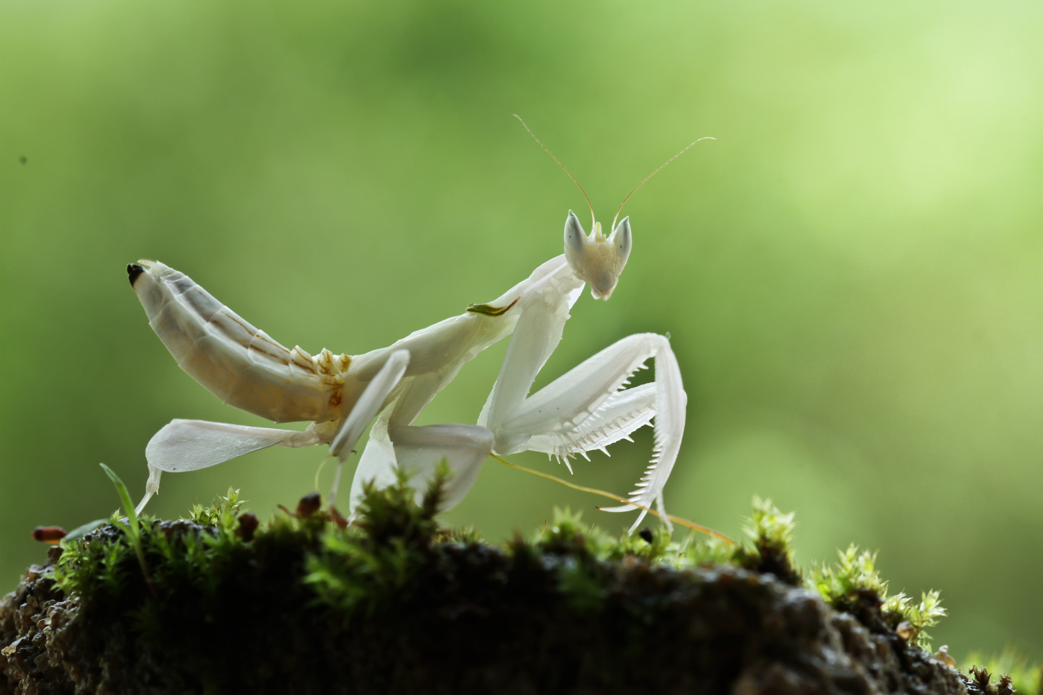 Canon EOS 7D + Canon EF 100mm F2.8 Macro USM sample photo. Mantis white photography