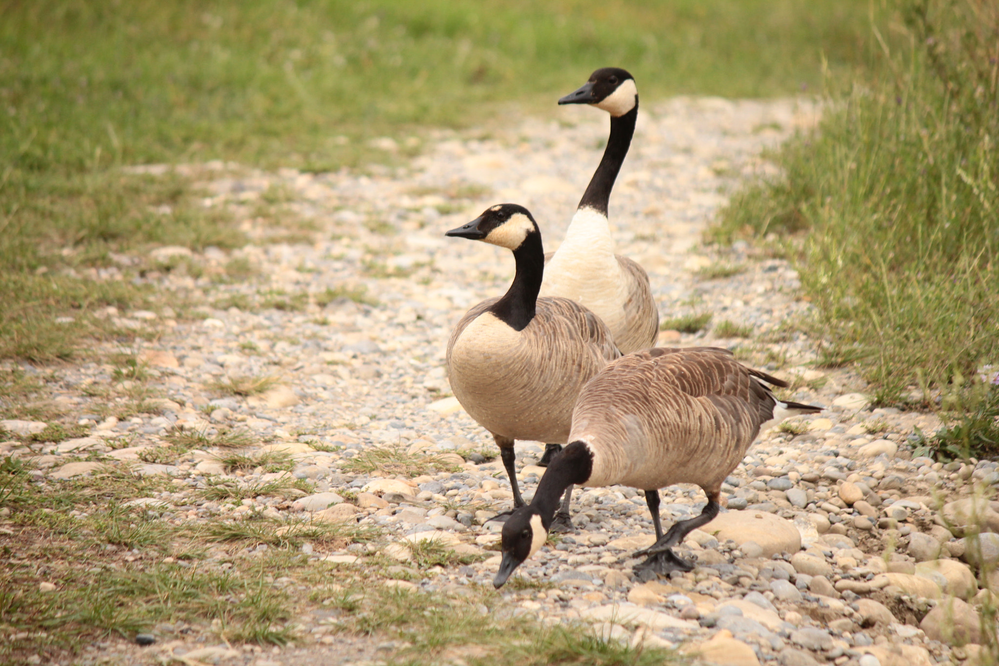 Canon EOS 550D (EOS Rebel T2i / EOS Kiss X4) sample photo. Geese out on a stroll photography