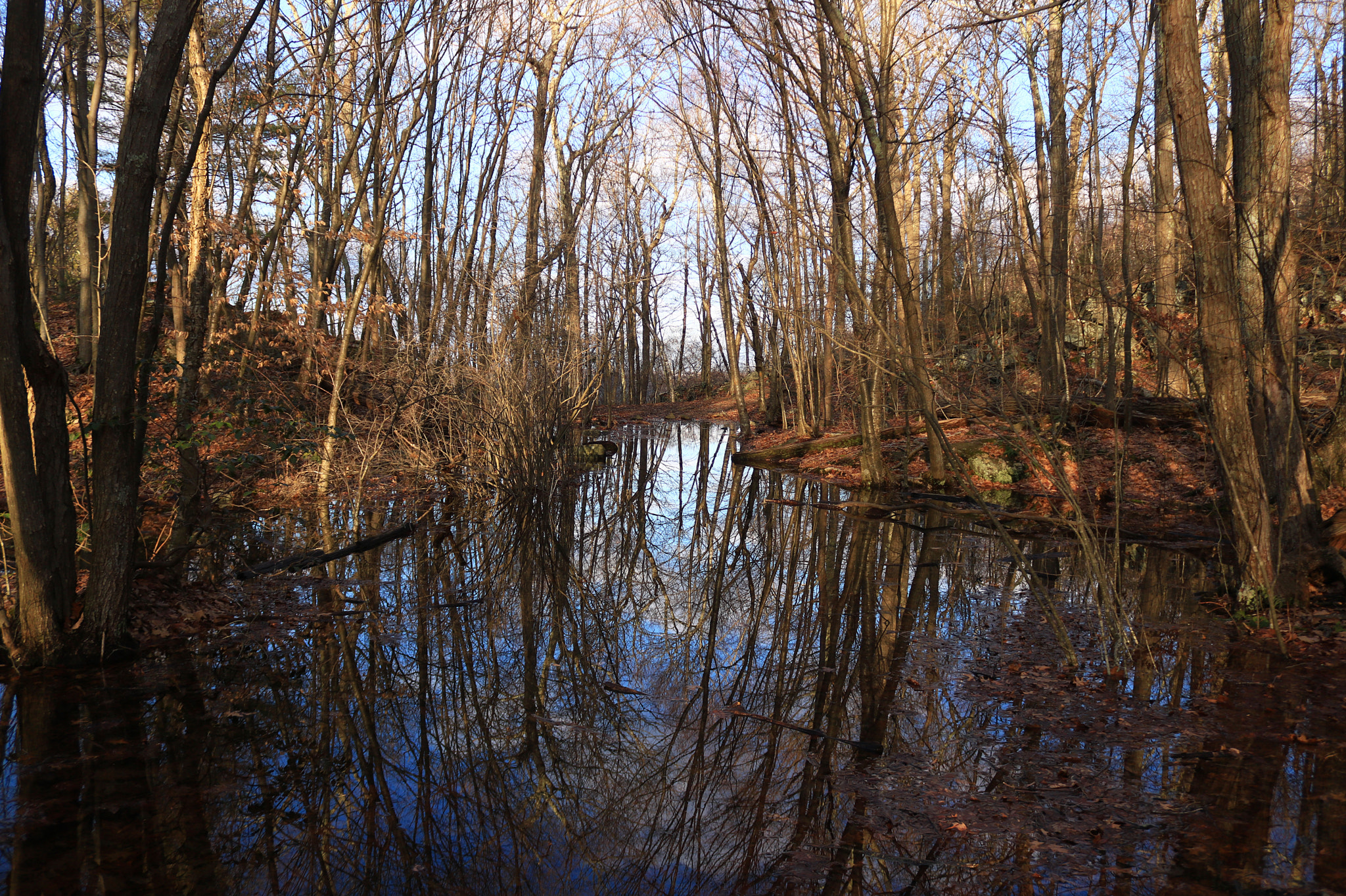 Canon EOS 750D (EOS Rebel T6i / EOS Kiss X8i) sample photo. Reflection of trees photography