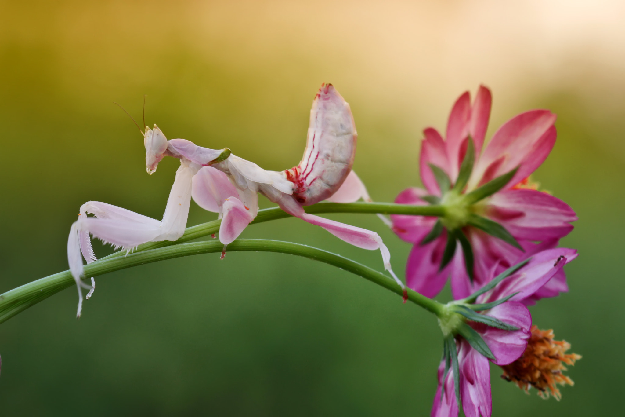 Canon EOS 7D + Canon EF 100mm F2.8 Macro USM sample photo. Mantis pinkky photography