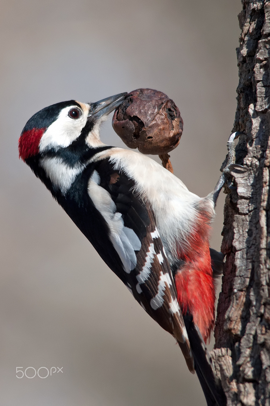 Nikon D90 sample photo. Great spotted woodpecker ♂ photography