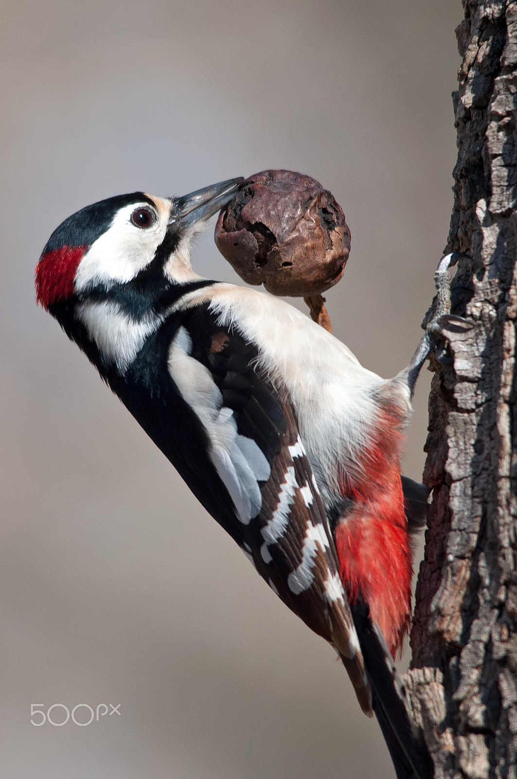 Nikon D90 + Sigma 150-500mm F5-6.3 DG OS HSM sample photo. Great spotted woodpecker ♂ photography