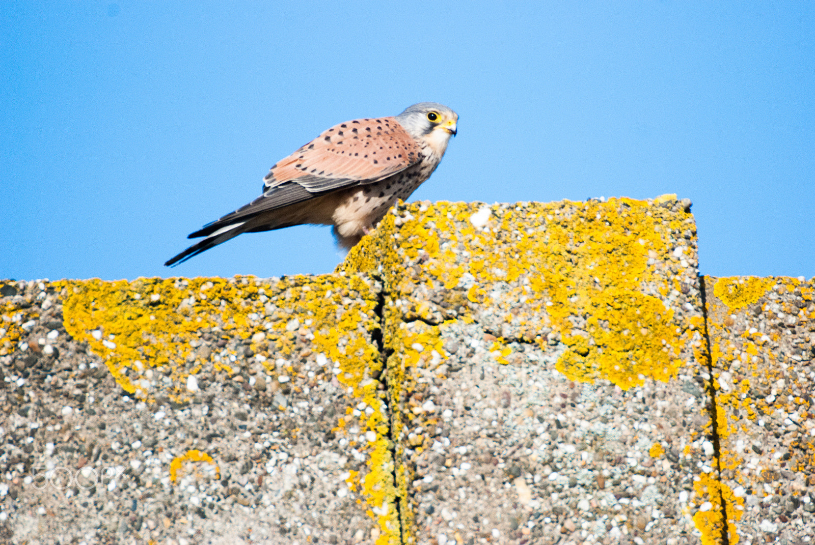 Sigma 135-400mm F4.5-5.6 APO Aspherical sample photo. Martinboeije photography