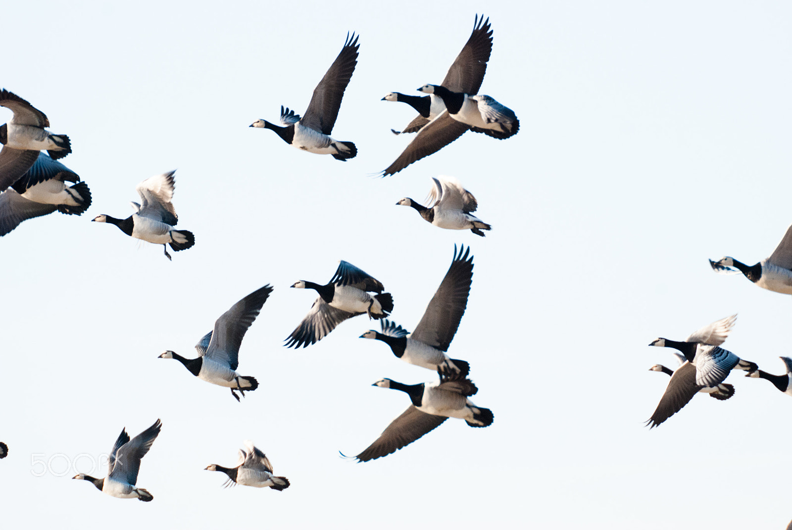 Sigma 135-400mm F4.5-5.6 APO Aspherical sample photo. Barnacle gooses zeeland netherlands - winter photography