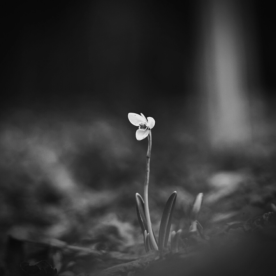 Nikon AF Nikkor 85mm F1.8D sample photo. Snowdrop ii. photography