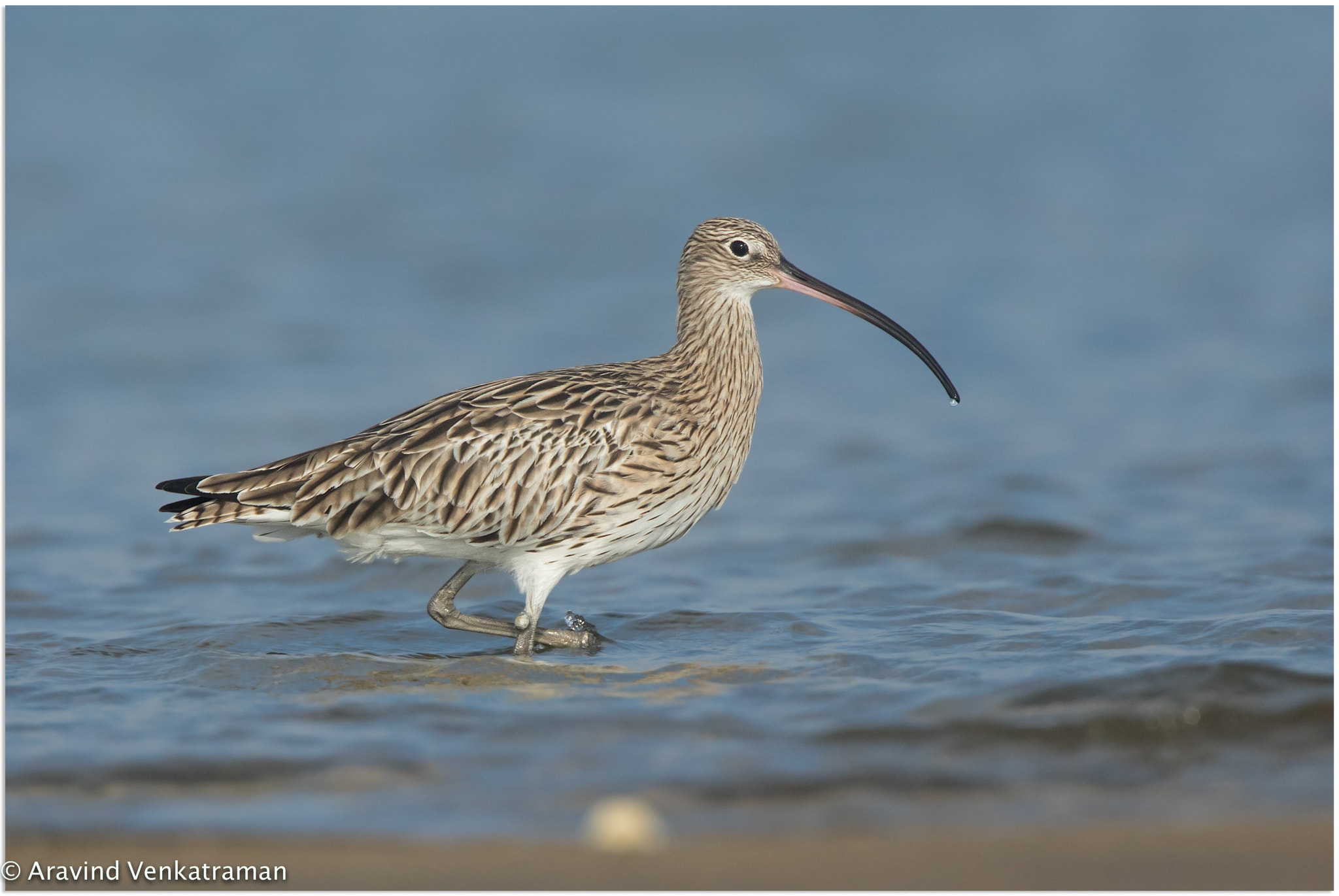 Canon EF 500mm F4L IS USM sample photo. Eurasian curlew photography