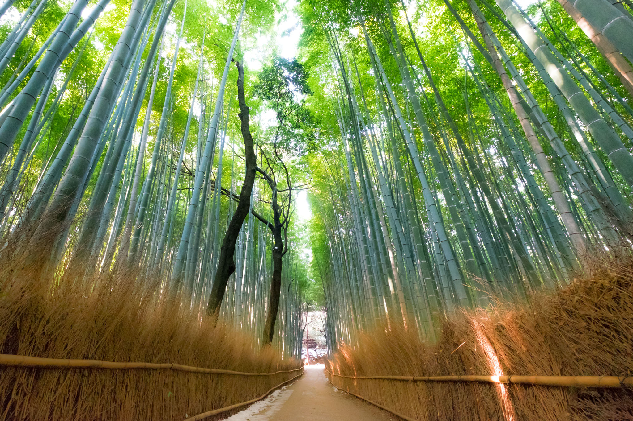 Fujifilm XF 10-24mm F4 R OIS sample photo. Bamboo wall photography
