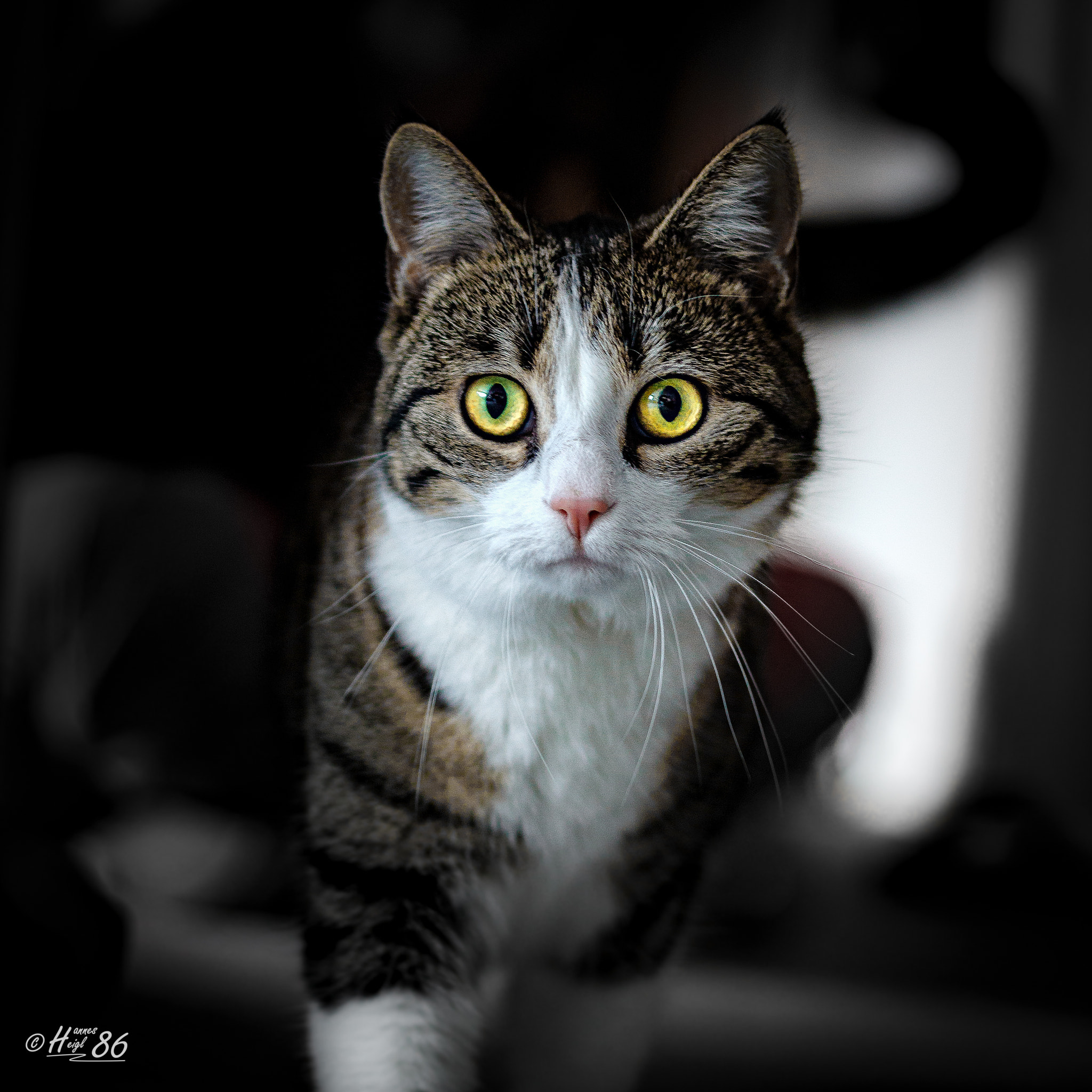 Canon EOS 650D (EOS Rebel T4i / EOS Kiss X6i) + Canon EF 50mm F1.8 STM sample photo. Kira photography