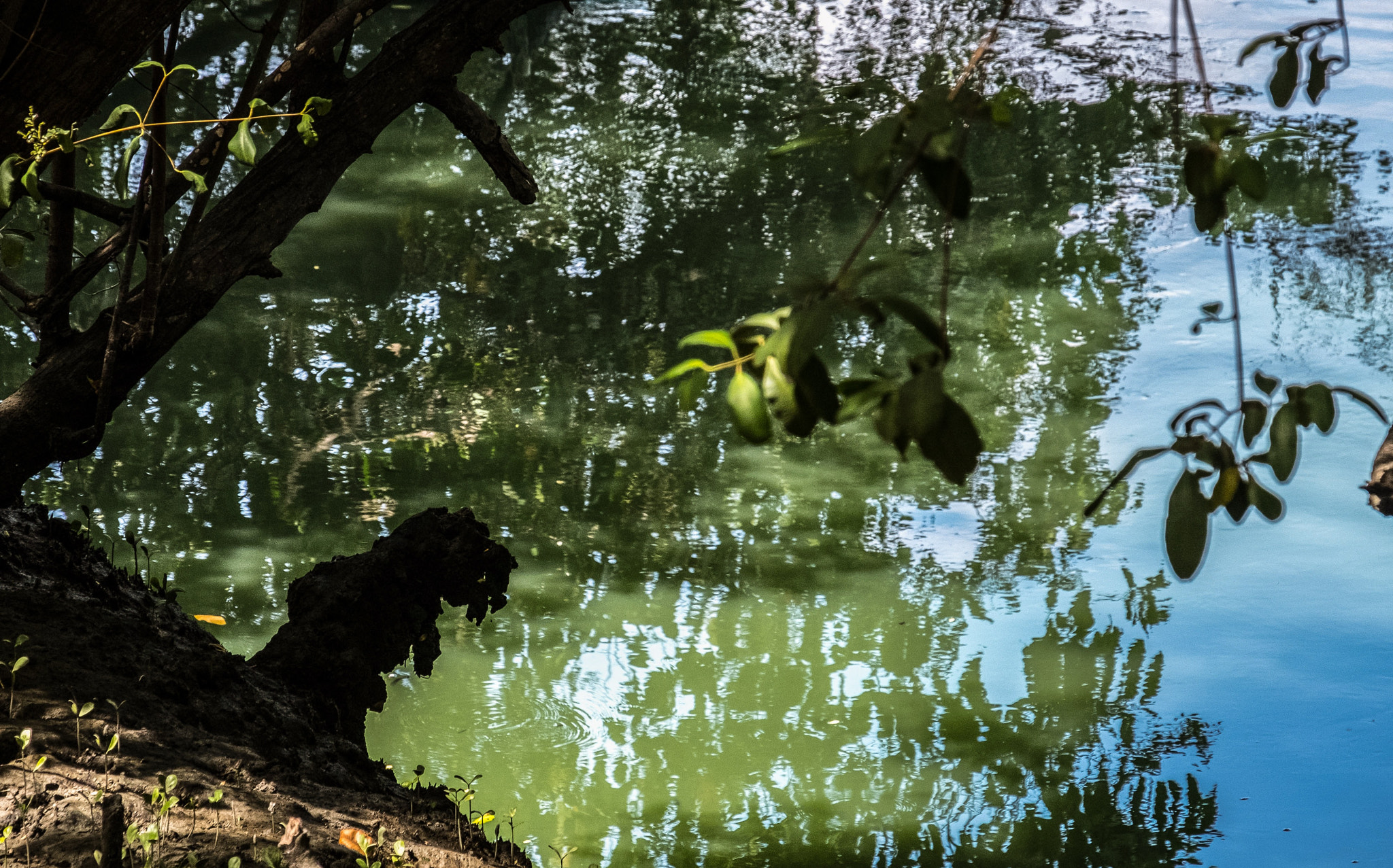 Fujifilm X-T2 + Fujifilm XF 18-135mm F3.5-5.6 R LM OIS WR sample photo. Gnome photography