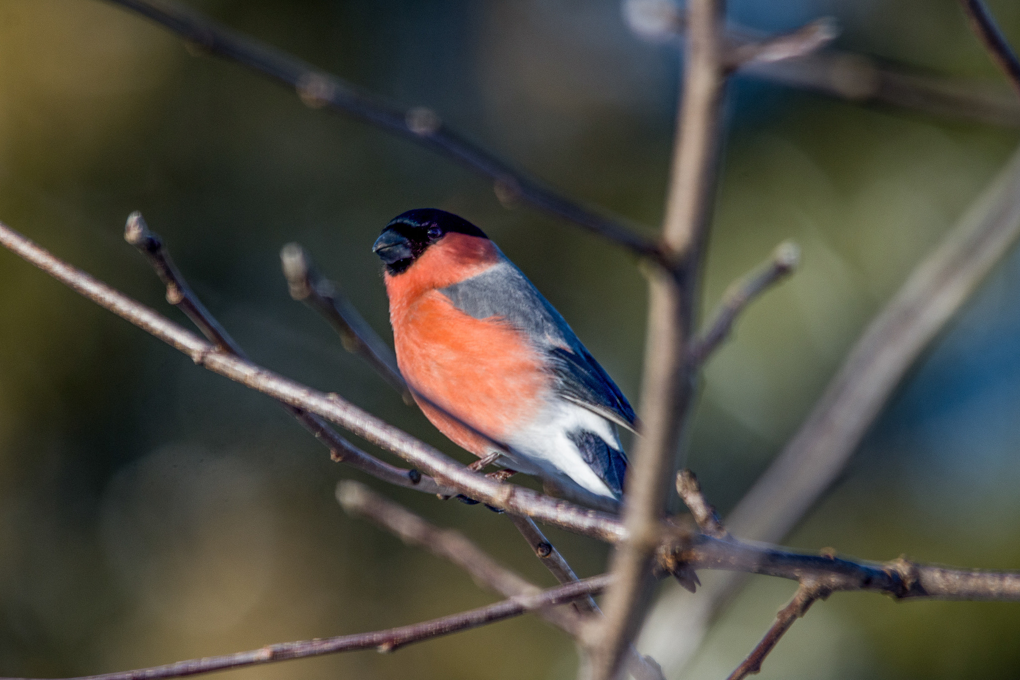 Sigma 150-500mm F5-6.3 DG OS HSM sample photo. Eurasian bullfinch photography