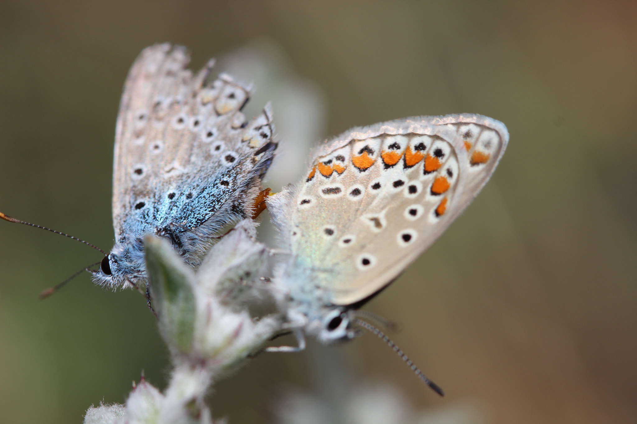 Canon EF 100mm F2.8 Macro USM sample photo. Love of common blue butterflies photography
