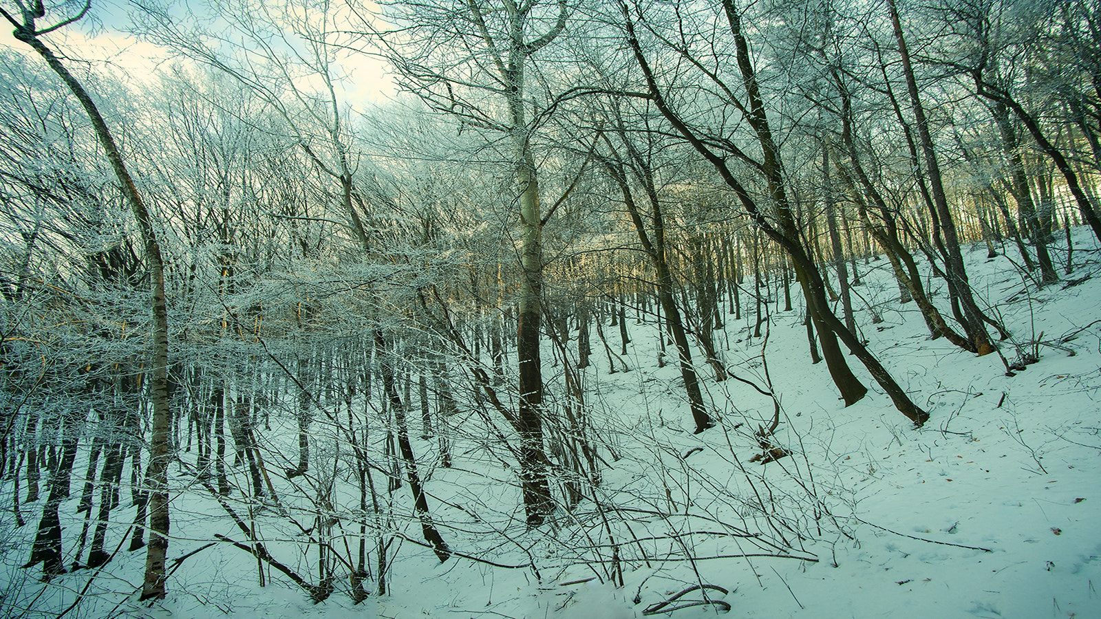 Sony Alpha DSLR-A850 sample photo. Winter forest 8 photography
