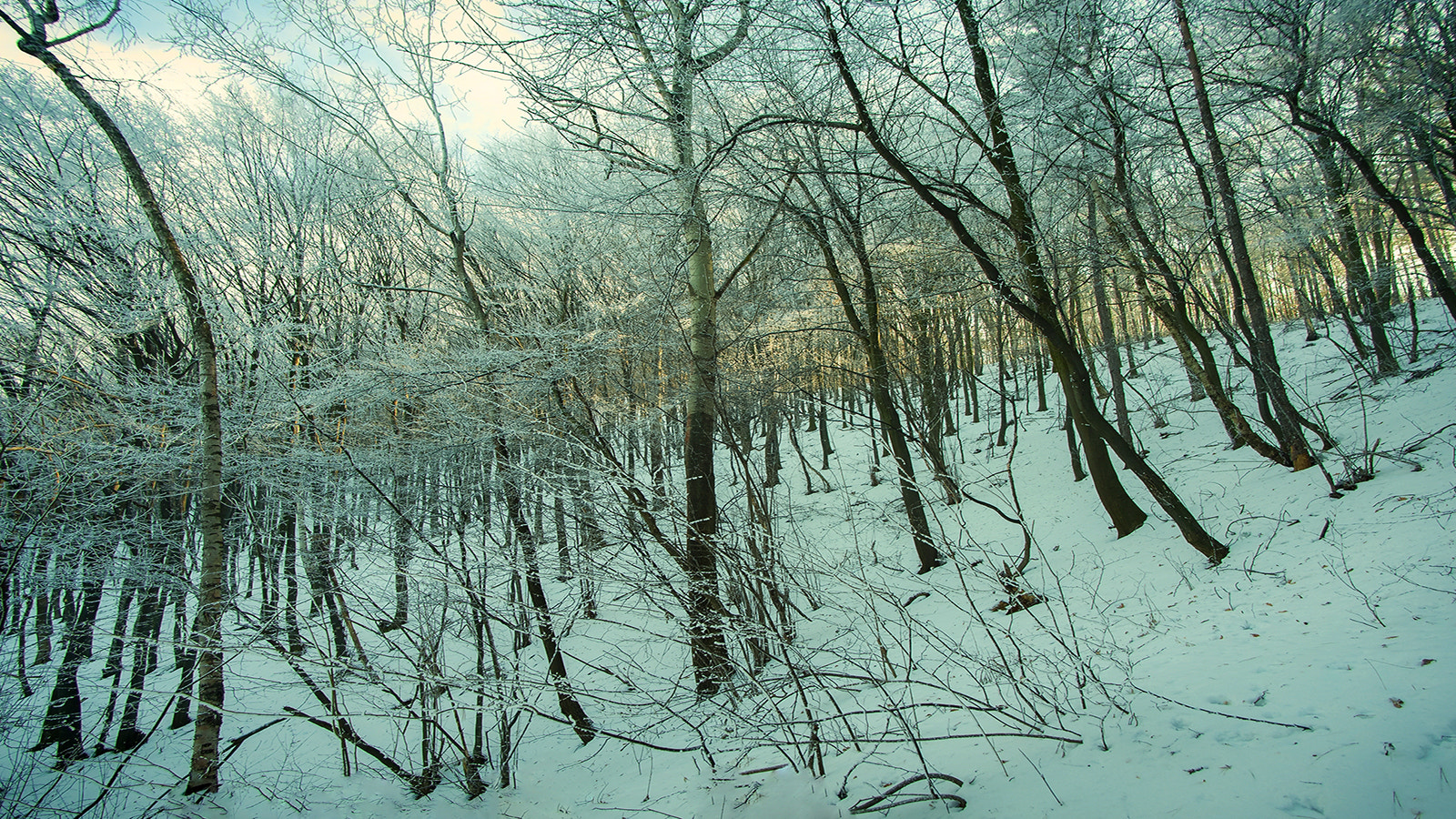 Sony Alpha DSLR-A850 + Soligor 19-35mm F3.5-4.5 sample photo. Winter forest 8 photography