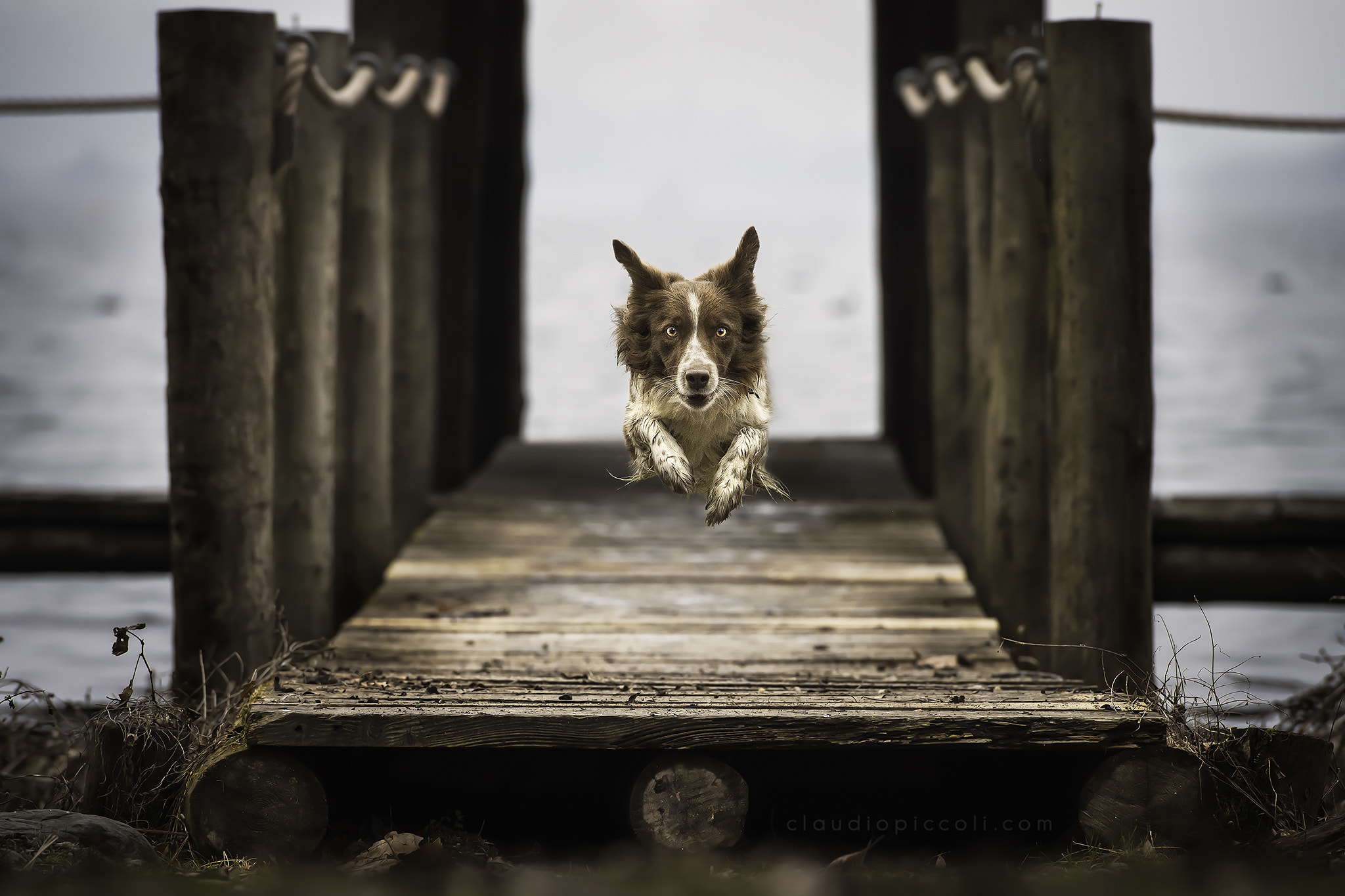 Nikon AF-S Nikkor 70-200mm F2.8G ED VR II sample photo. Tris...my flying dog photography