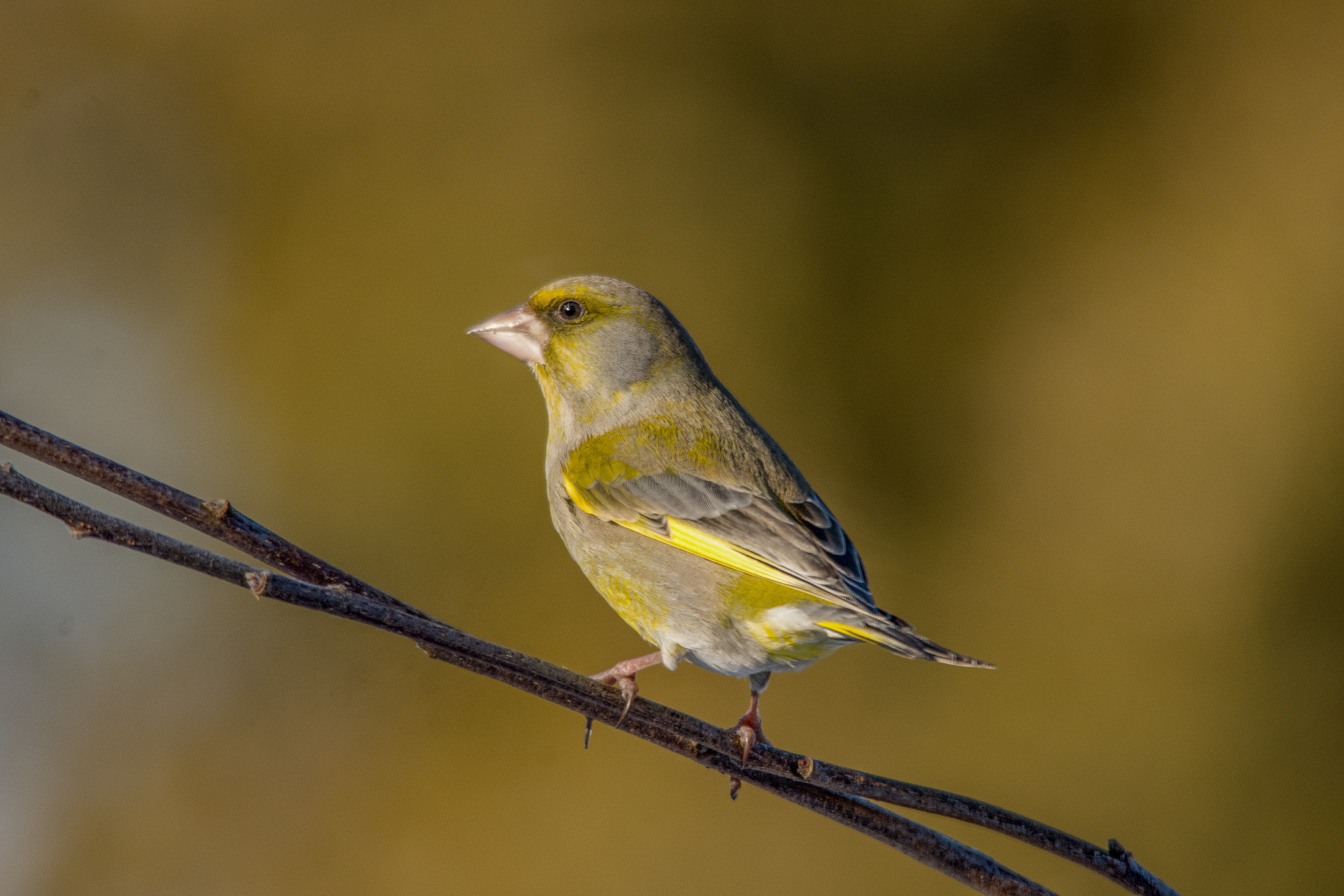 Sigma 150-500mm F5-6.3 DG OS HSM sample photo. European greenfinch photography