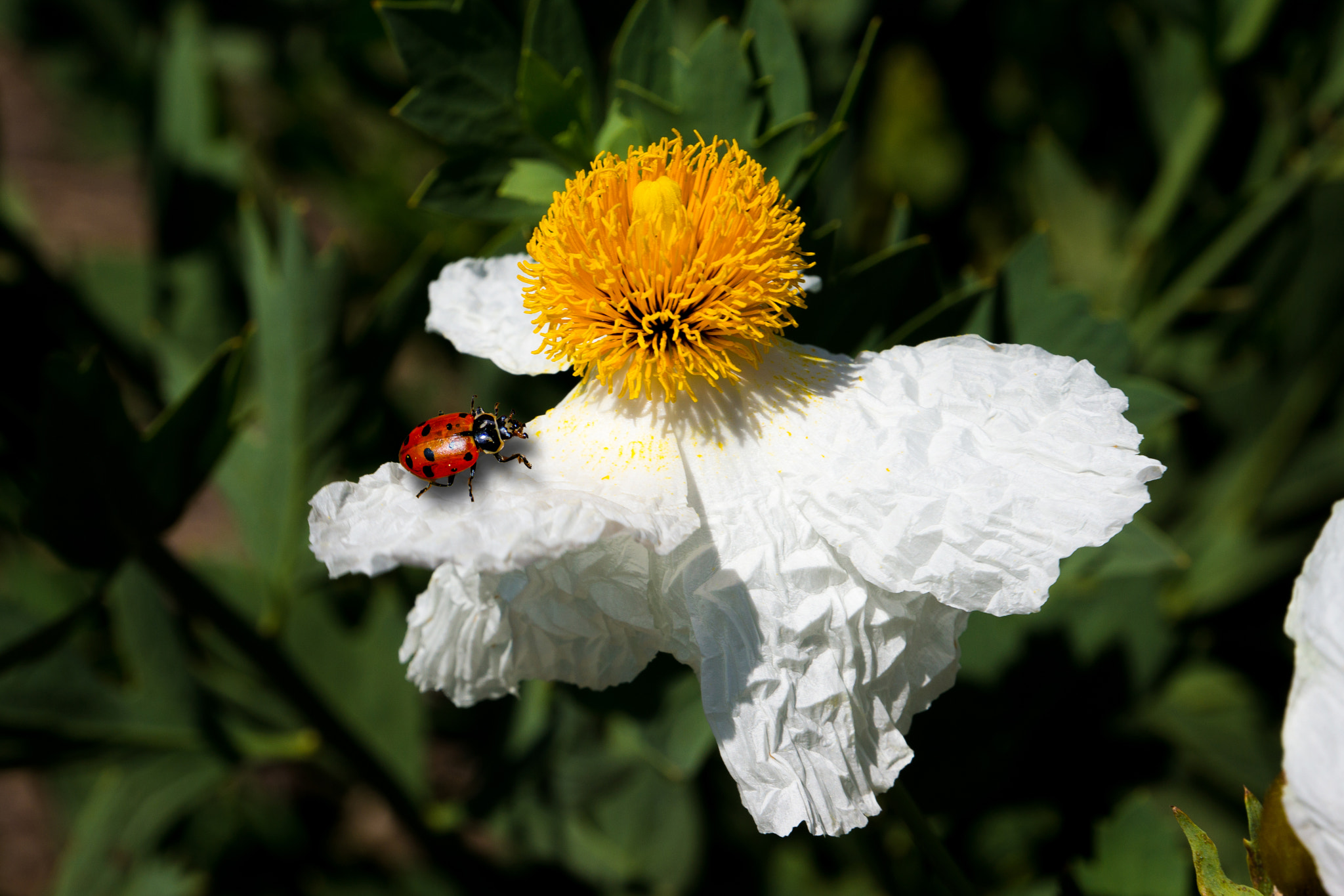 Sony Alpha NEX-7 sample photo. Ladybug photography