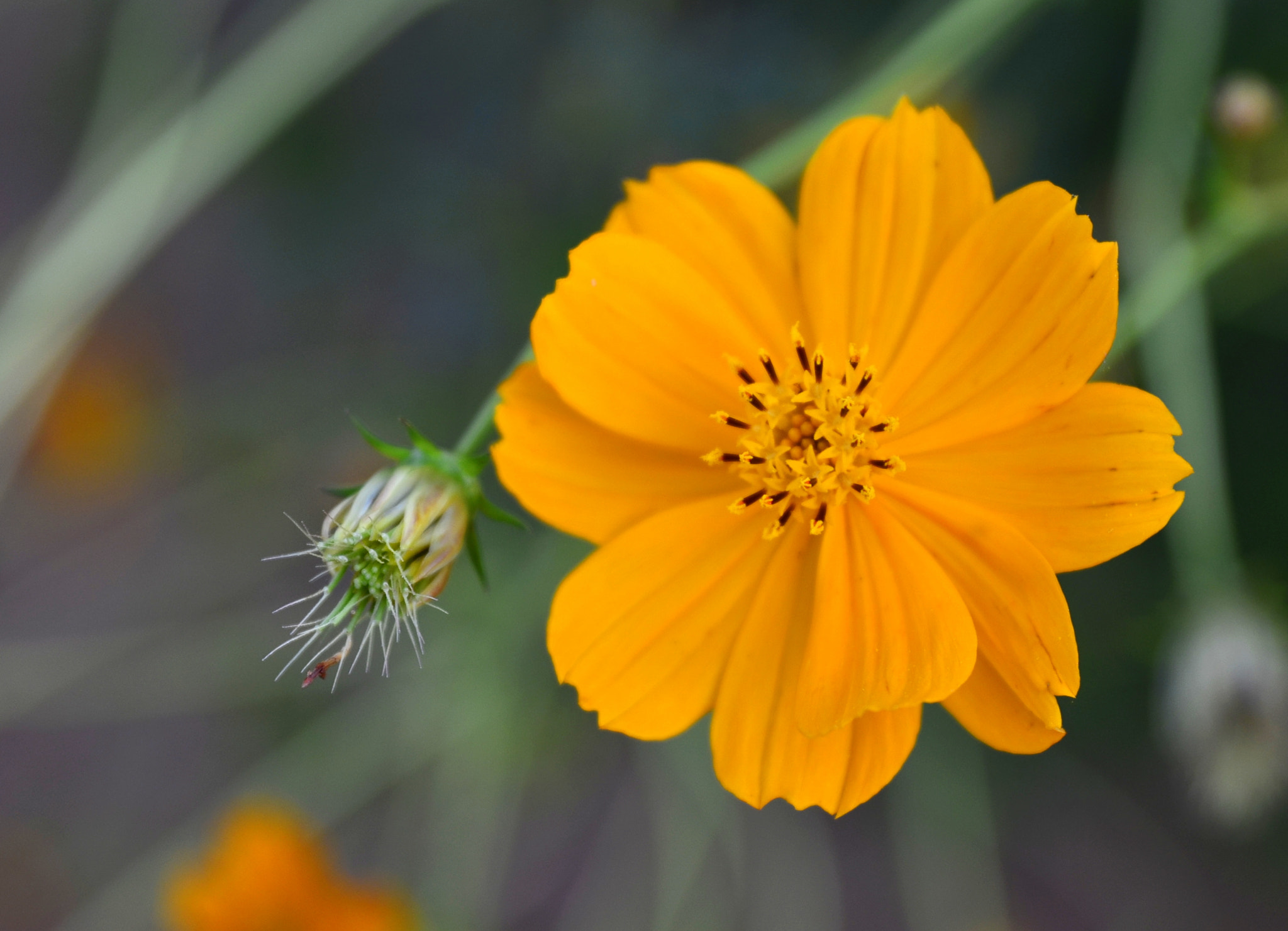 Tamron SP 24-70mm F2.8 Di VC USD sample photo. Flor amarilla photography