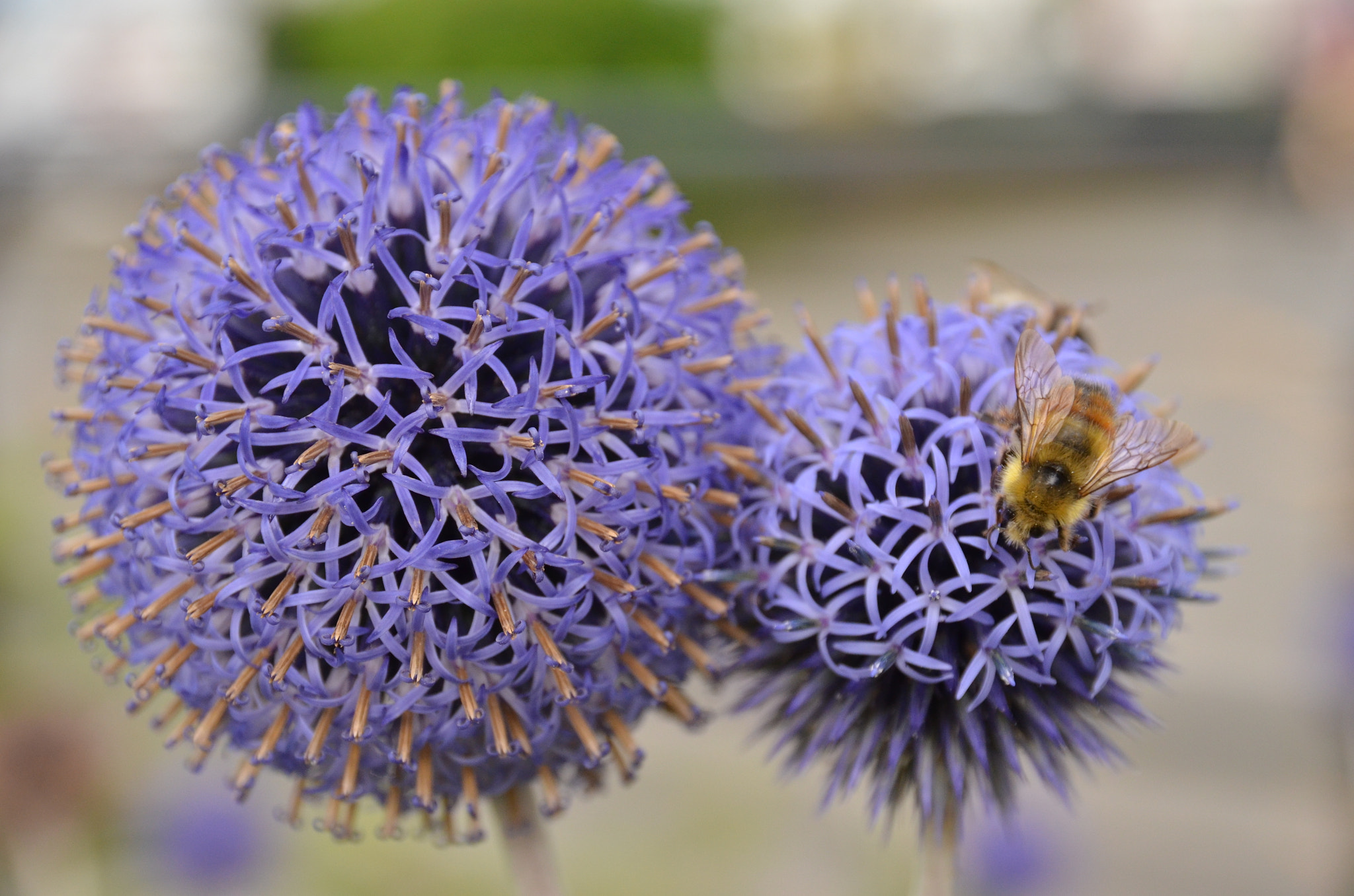 Sigma 17-70mm F2.8-4 DC Macro OS HSM | C sample photo. Colors photography