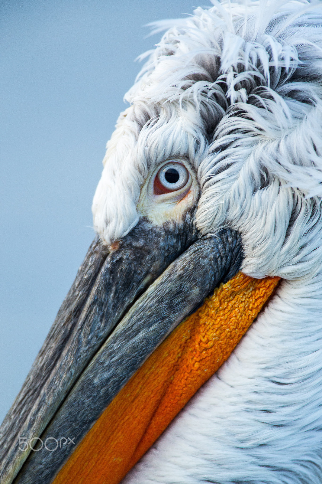 Canon EF 500mm F4L IS USM sample photo. Dalmatian pelican (pelecanus crispus) photography
