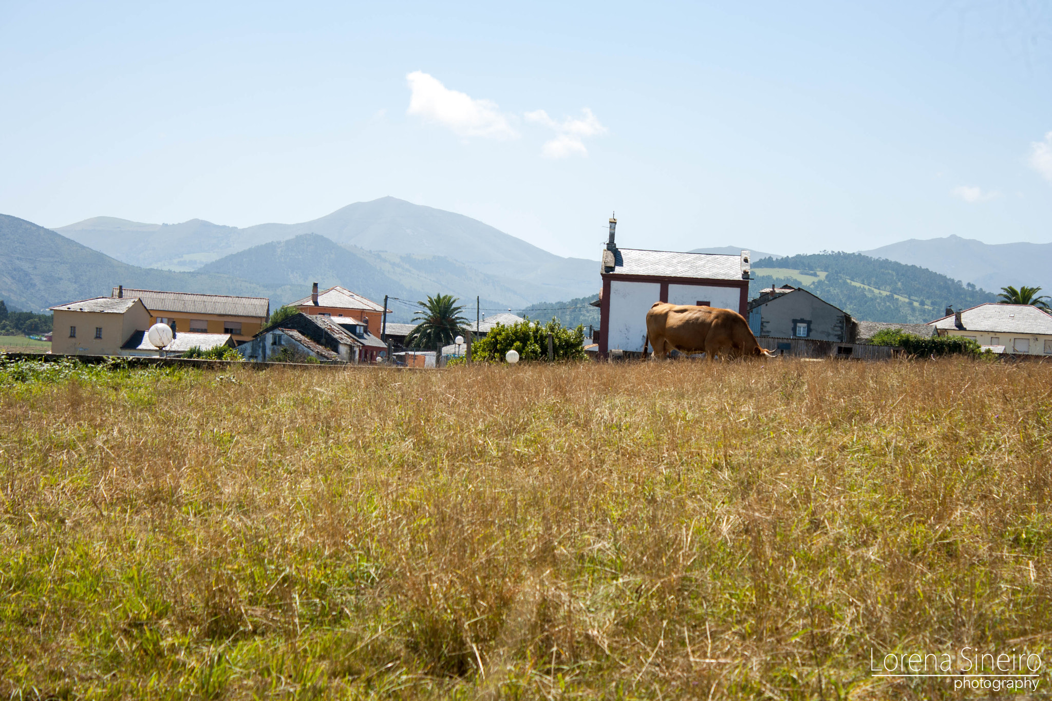 Canon EOS 1000D (EOS Digital Rebel XS / EOS Kiss F) sample photo. Cow eating on the hill photography