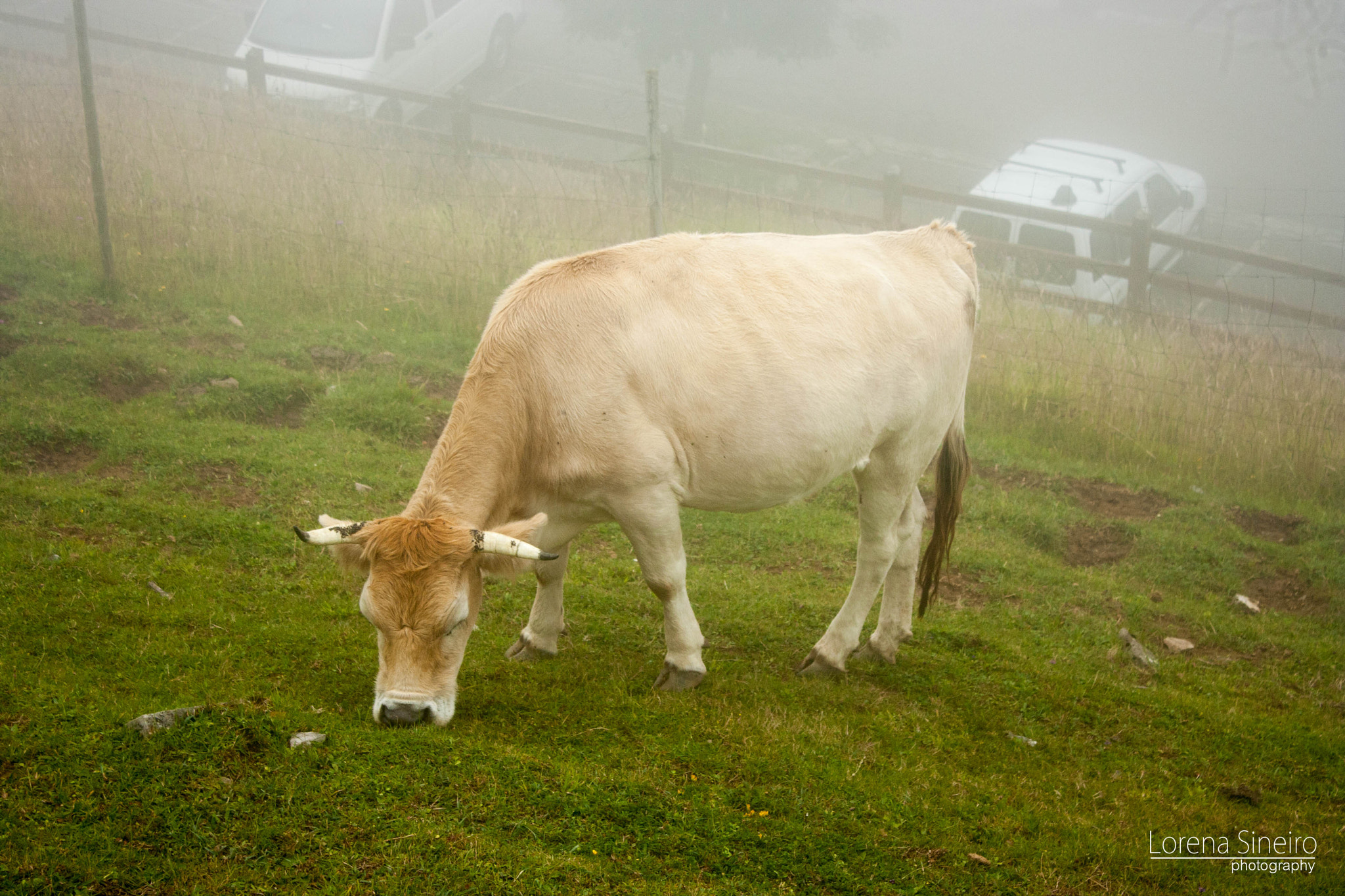 Canon EOS 1000D (EOS Digital Rebel XS / EOS Kiss F) + Canon EF-S 18-55mm F3.5-5.6 IS II sample photo. Grazing covadonga's cow photography