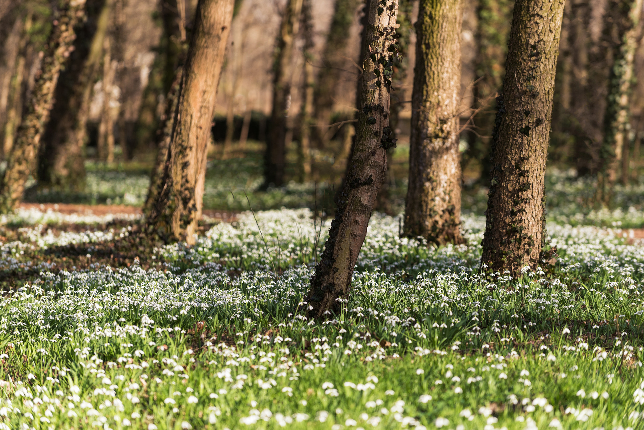 Nikon D810 sample photo. Field of snowflakes photography