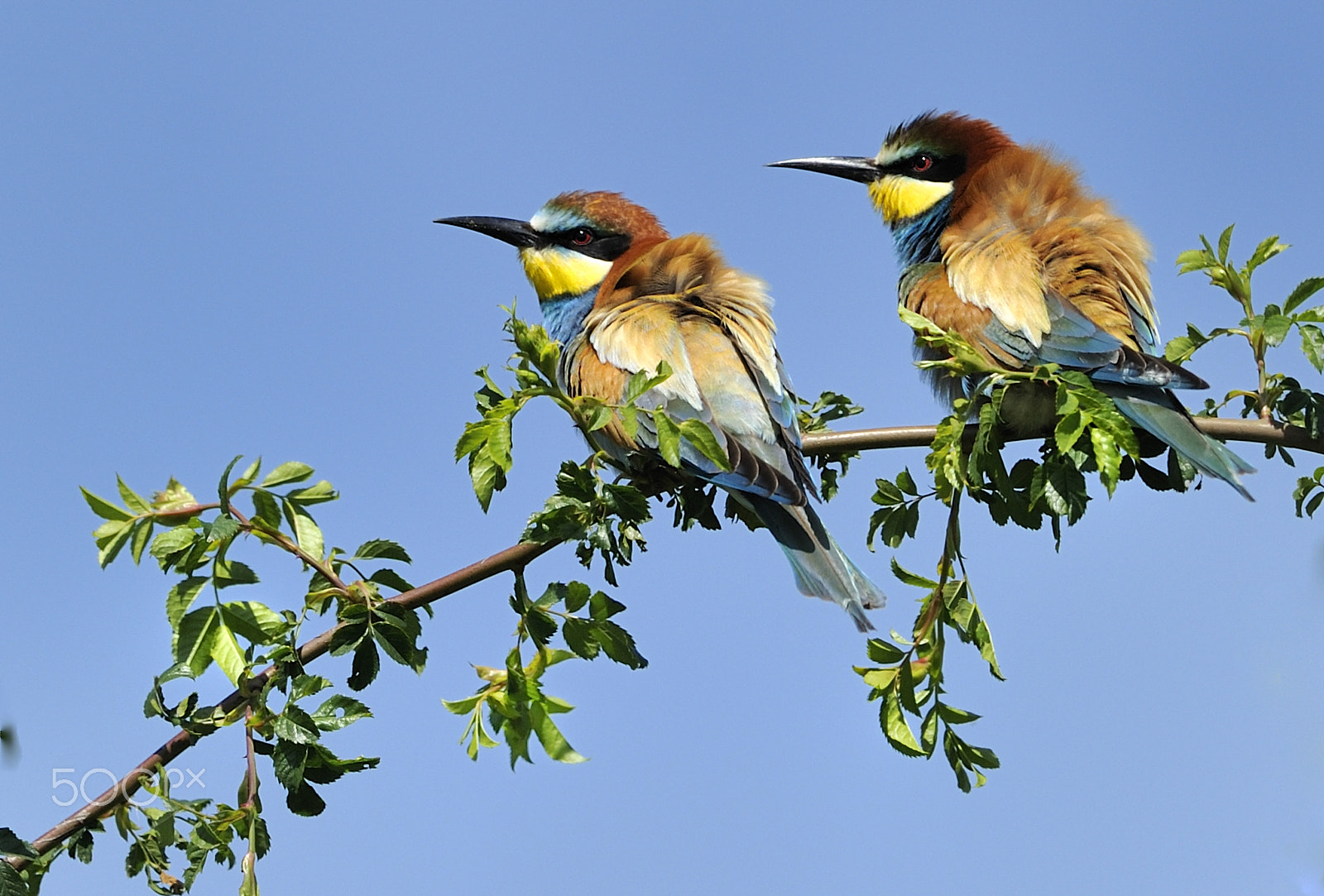 Nikon D700 + Nikon AF-S Nikkor 500mm F4G ED VR sample photo. Birds photography