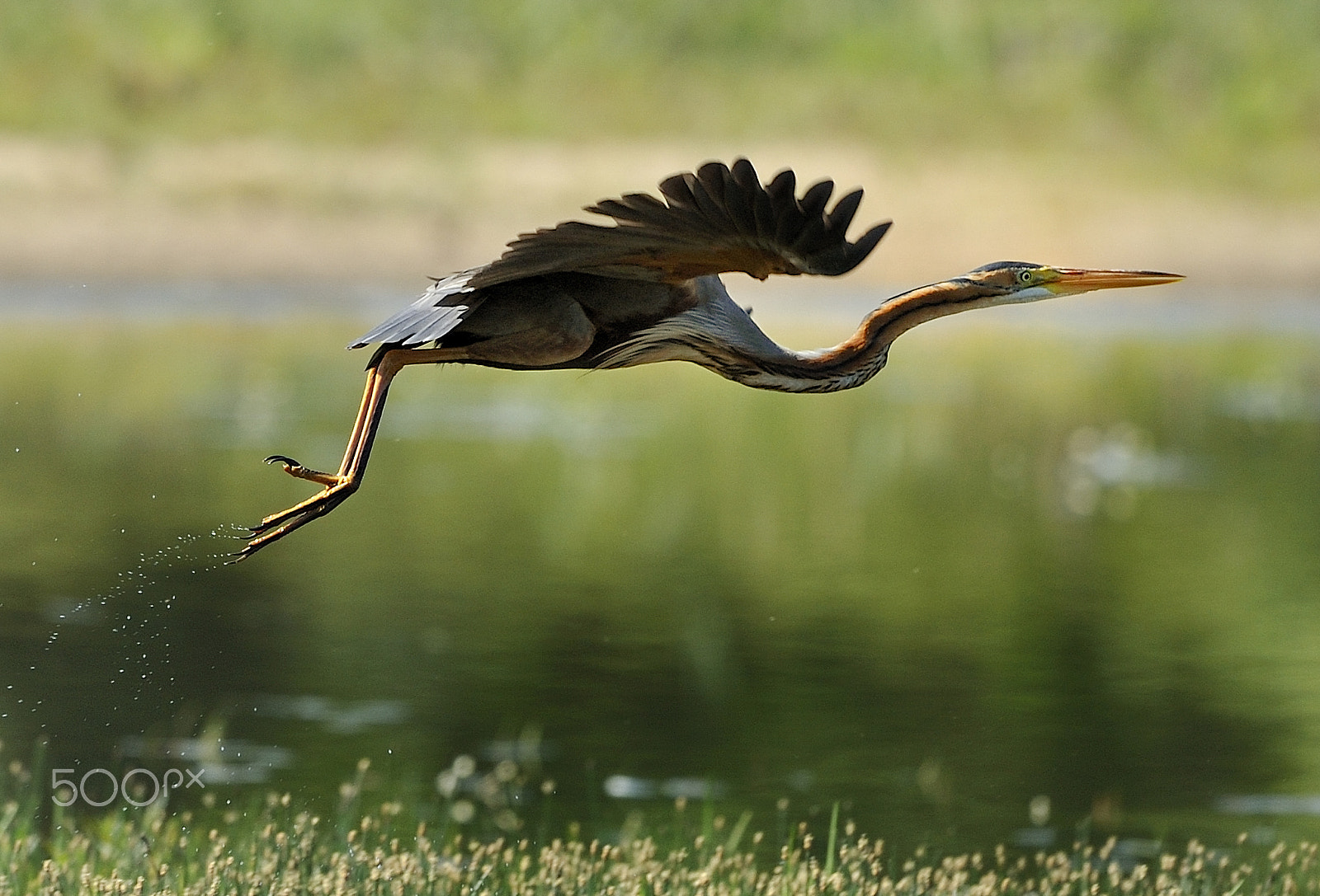 Nikon D700 + Nikon AF-S Nikkor 500mm F4G ED VR sample photo. Birds photography