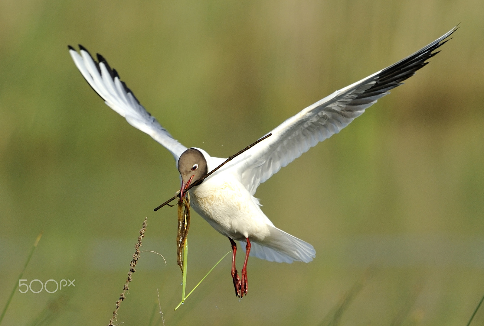 Nikon D700 + Nikon AF-S Nikkor 500mm F4G ED VR sample photo. Seagull photography