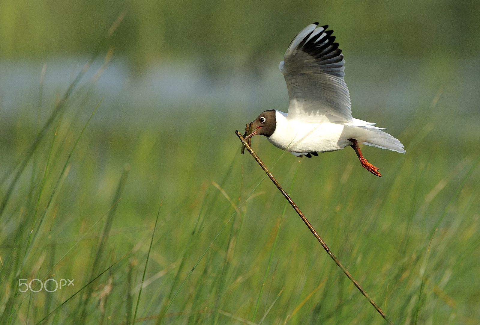 Nikon D700 + Nikon AF-S Nikkor 500mm F4G ED VR sample photo. Birds photography