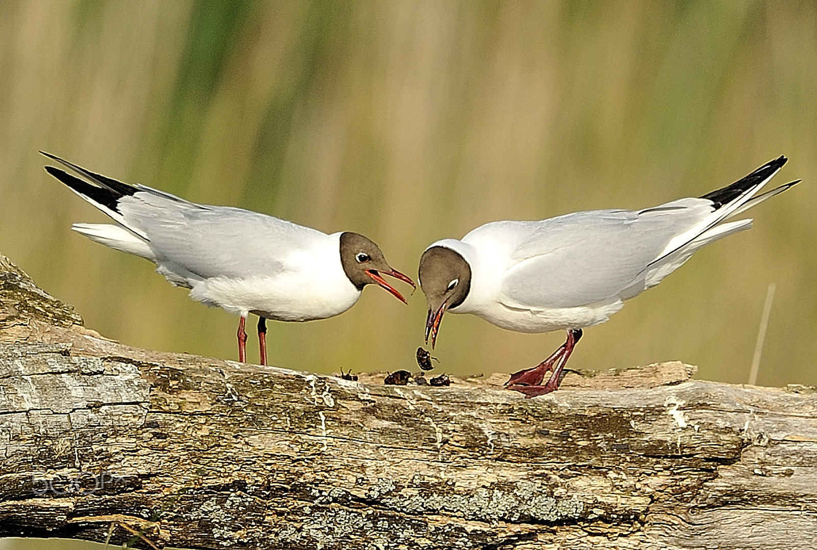 Nikon D700 + Nikon AF-S Nikkor 500mm F4G ED VR sample photo. Birds photography