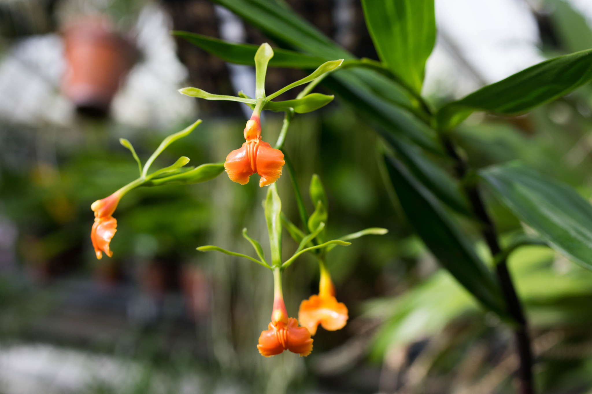 Pentax K-3 sample photo. Epidendrum pseudepidendrum photography