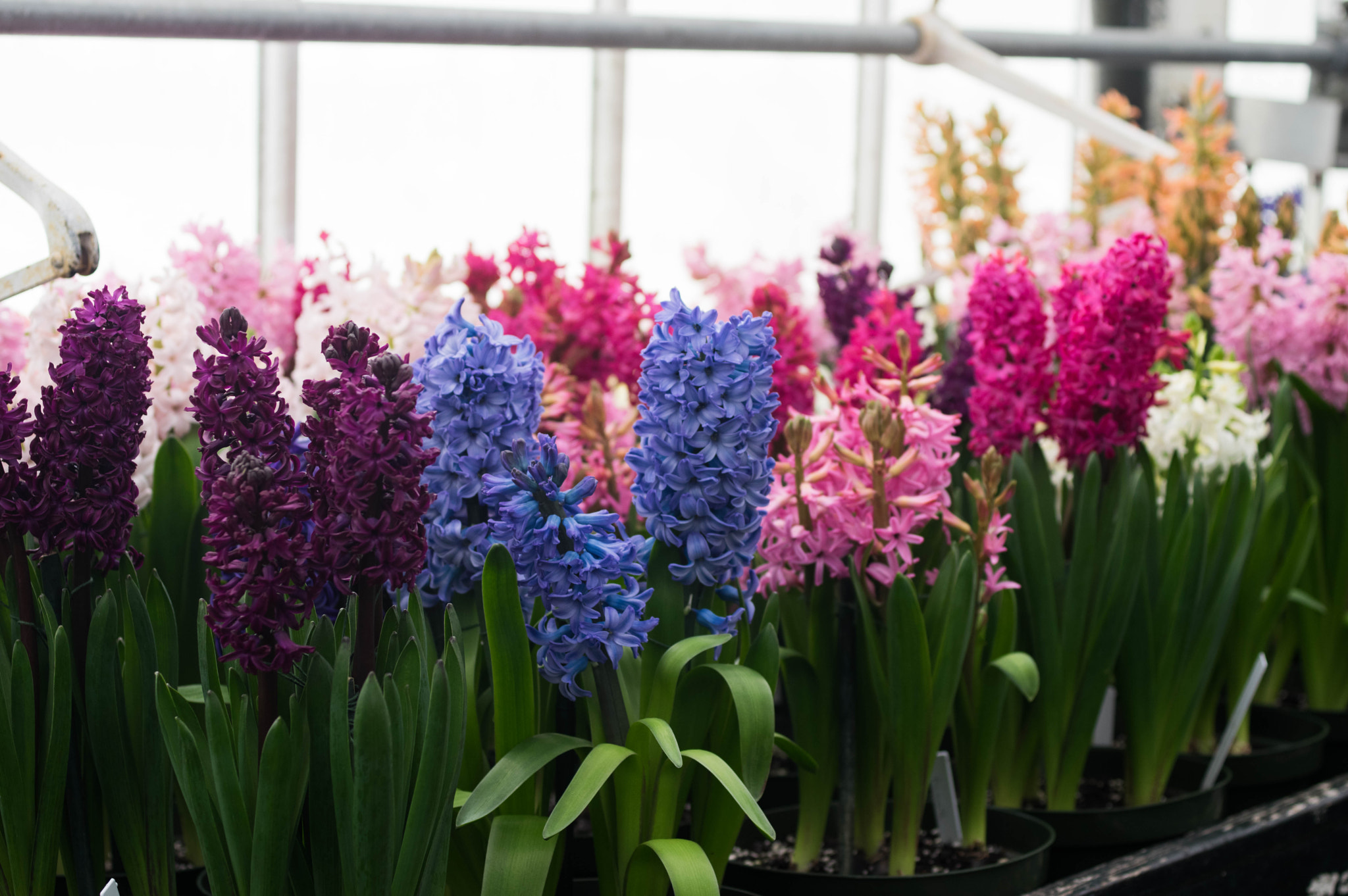 Pentax K-3 sample photo. Hyacinths photography