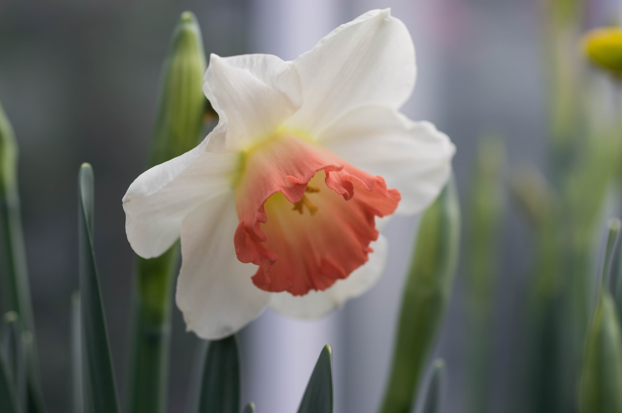 Pentax K-3 sample photo. Daffodil photography