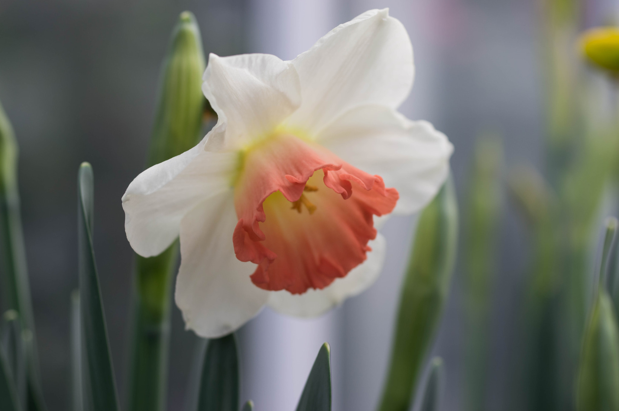 smc PENTAX-FA Macro 50mm F2.8 sample photo. Daffodil photography