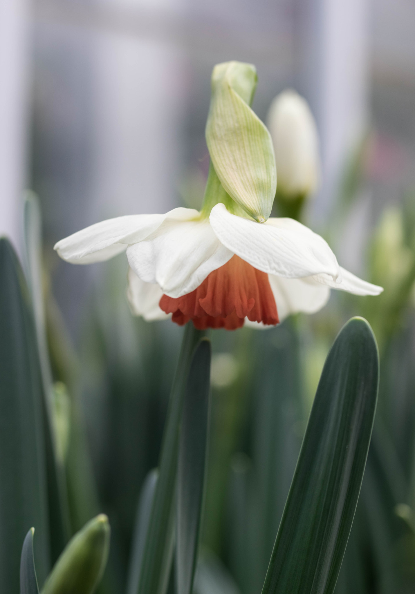 smc PENTAX-FA Macro 50mm F2.8 sample photo. Nodding daffodil photography