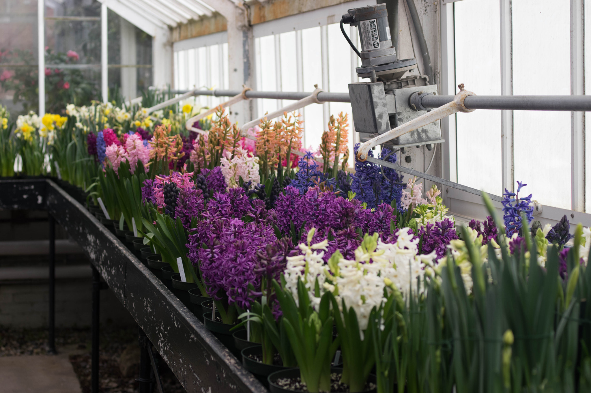 Pentax K-3 sample photo. Hyacinths in greenhouse photography
