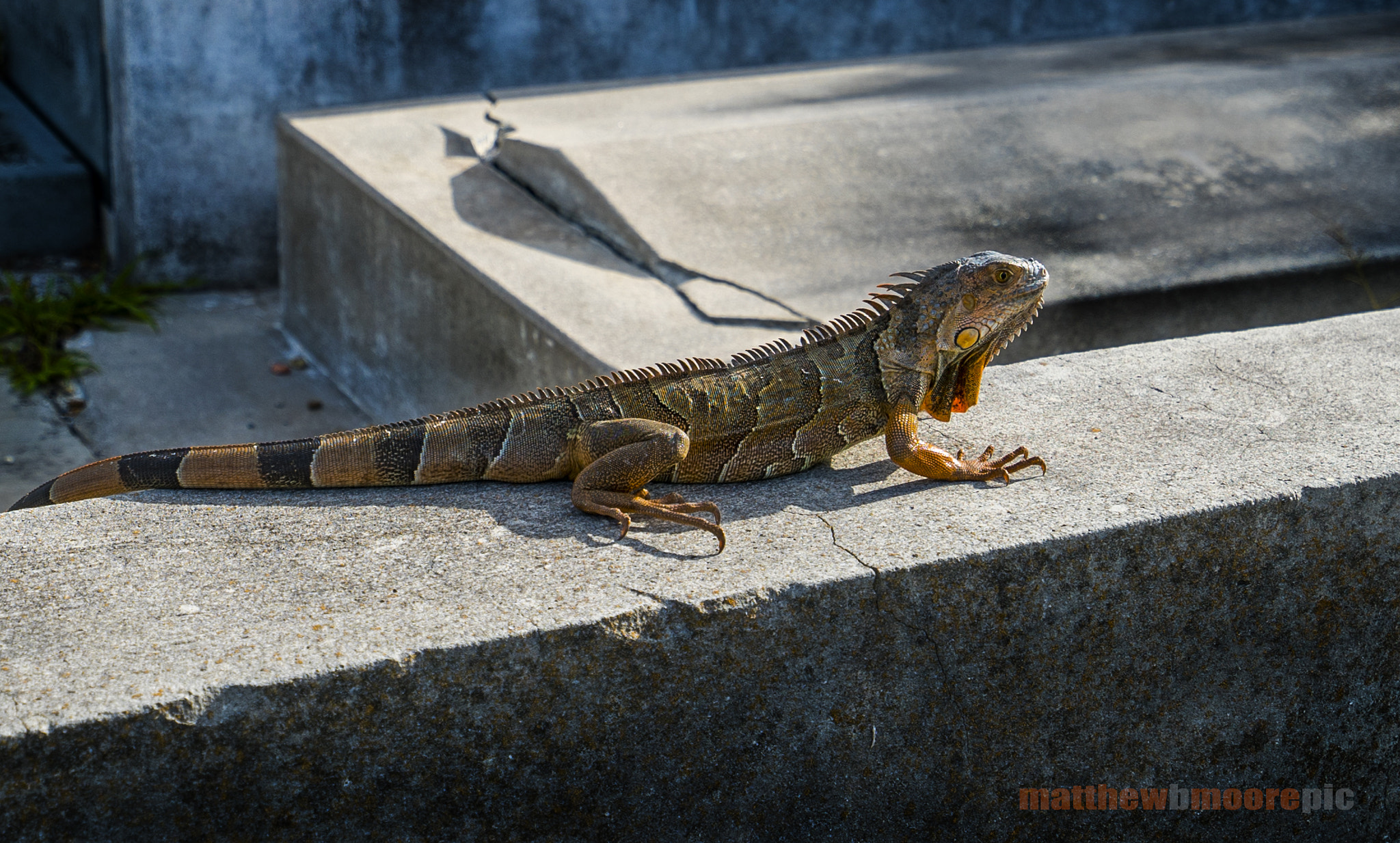 Sony a7S + Sony Vario-Tessar T* FE 16-35mm F4 ZA OSS sample photo. Kw iguana photography