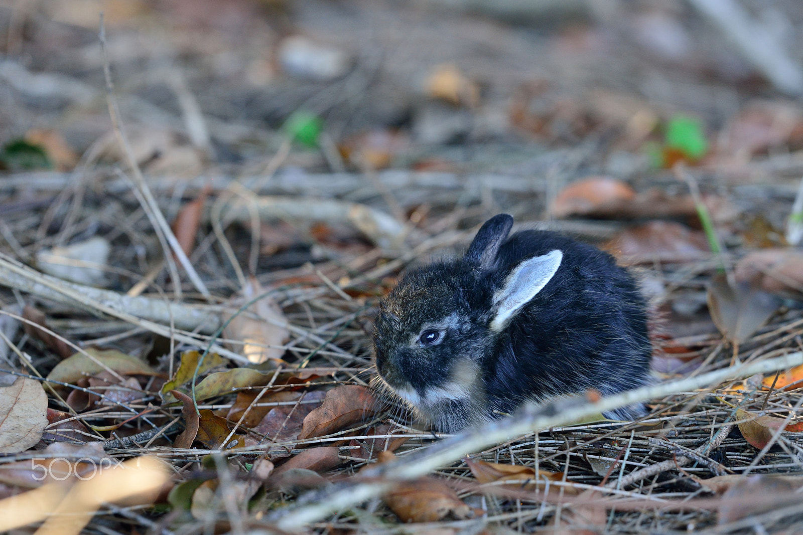 Nikon AF-S Nikkor 200mm F2G ED VR II sample photo. Cute photography