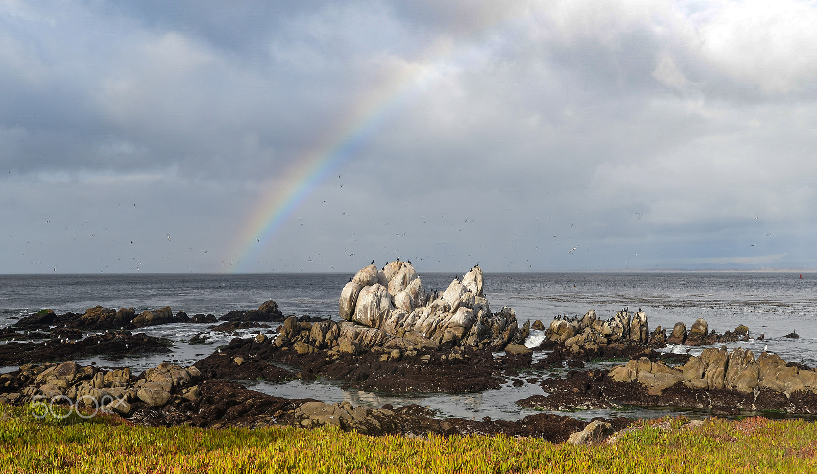 Nikon D610 sample photo. Bird rock big rainbow photography
