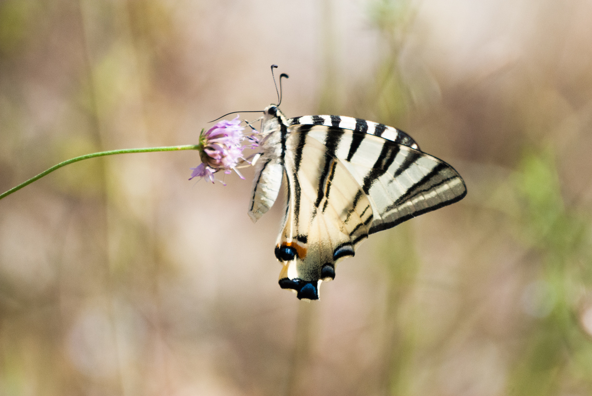 Sigma 135-400mm F4.5-5.6 APO Aspherical sample photo. Martinboeije photography