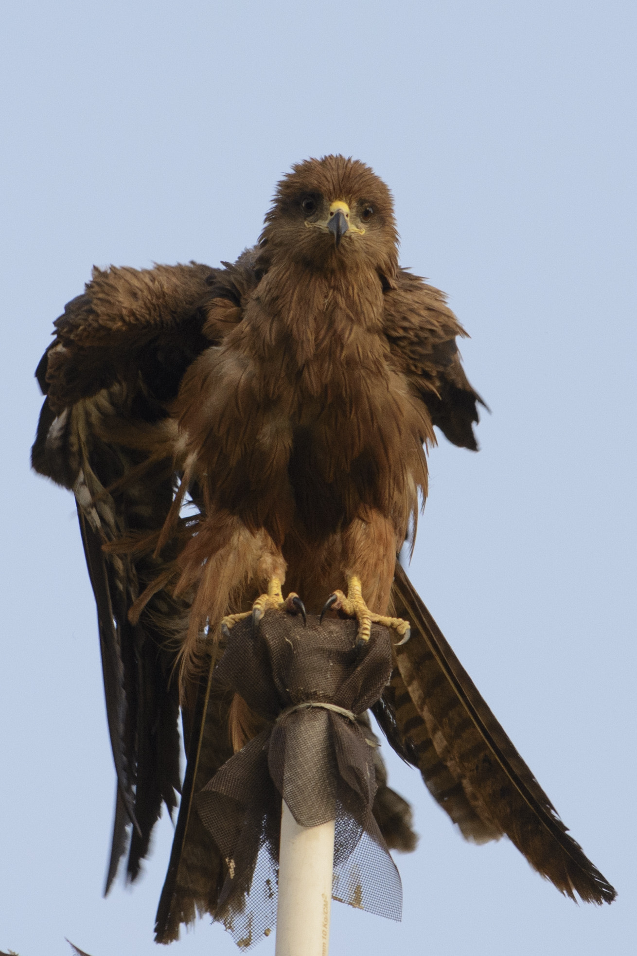 Nikon AF-S Nikkor 70-200mm F4G ED VR sample photo. Spotted eagle photography