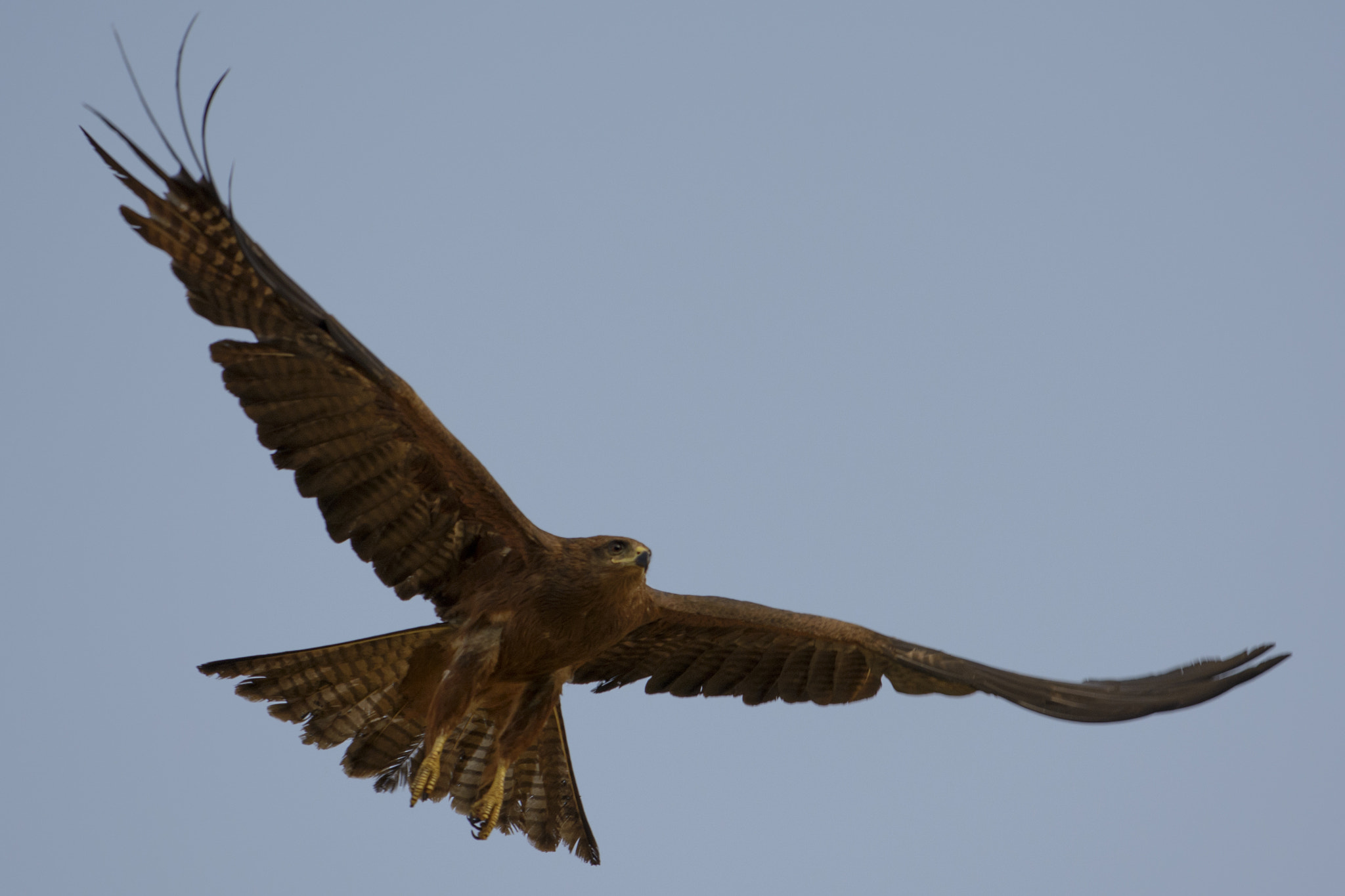 Nikon AF-S Nikkor 70-200mm F4G ED VR sample photo. Spotted eagle photography