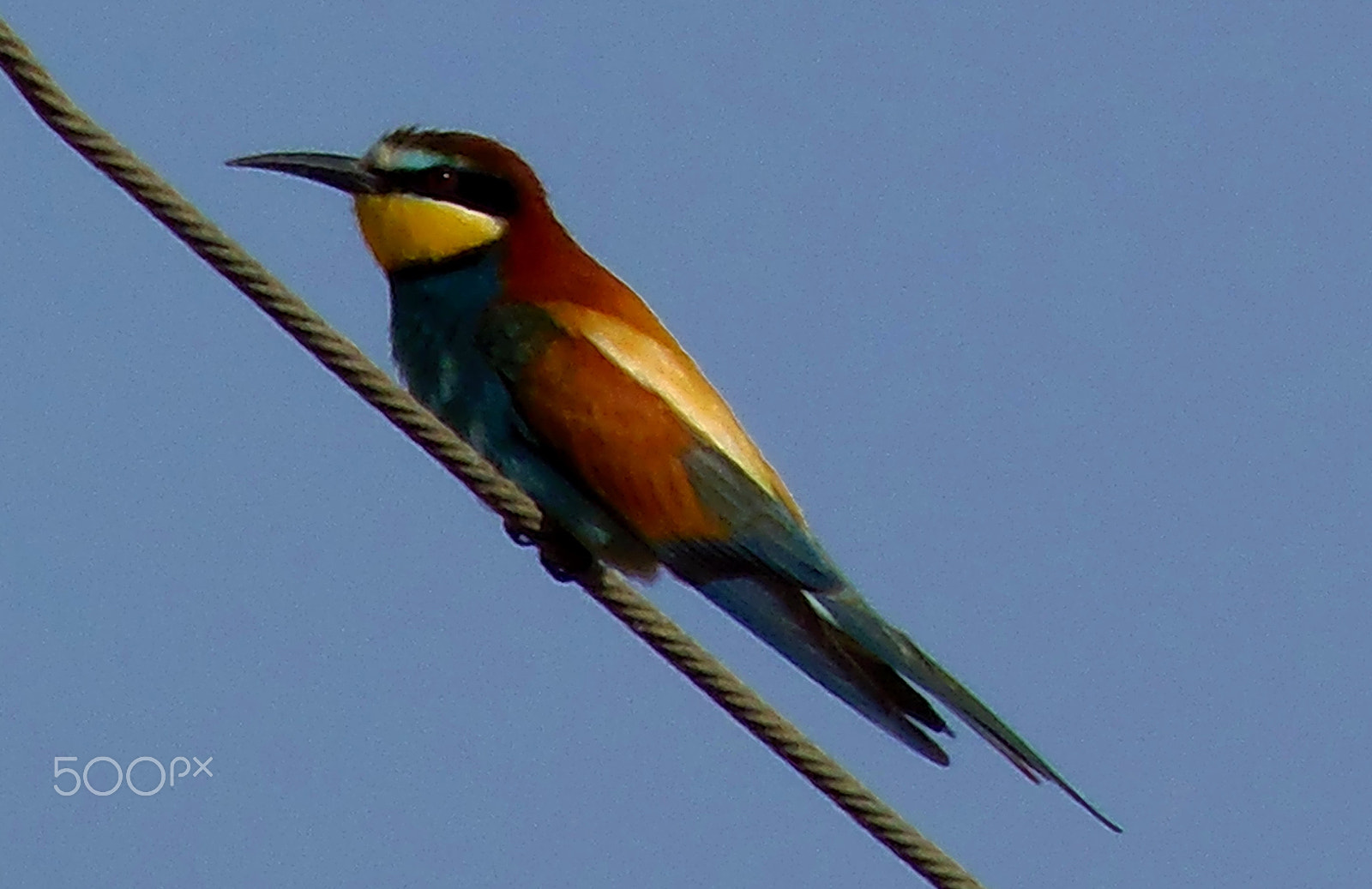 Olympus SP-810UZ sample photo. Bee eater photography